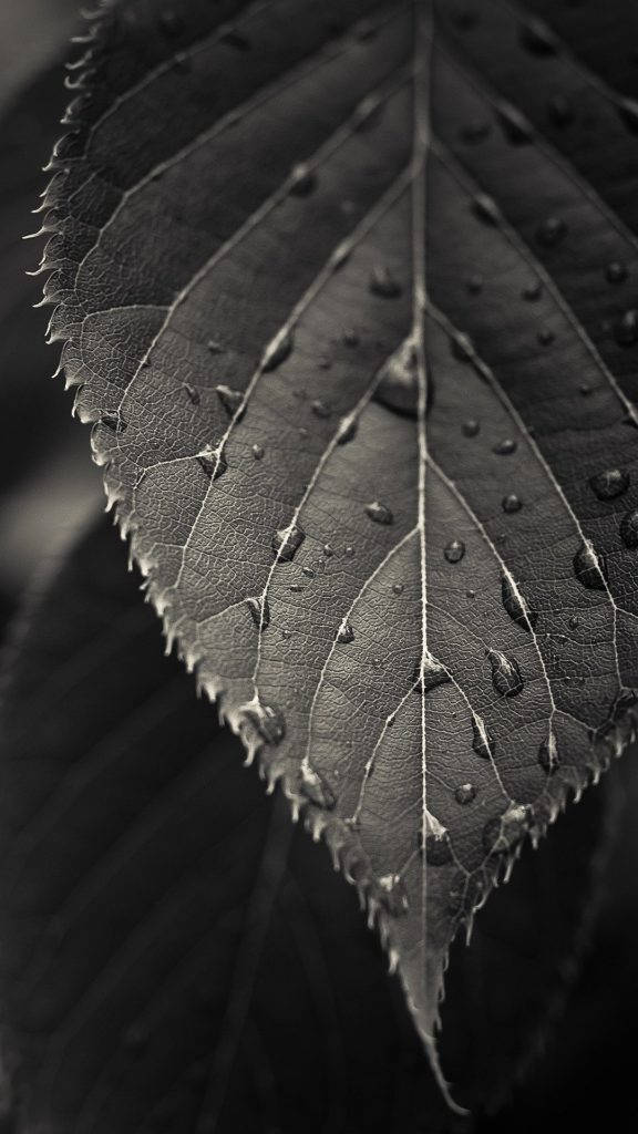 HD Nature Phone, wet leaf, dew drops, SD Phone Wallpaper
