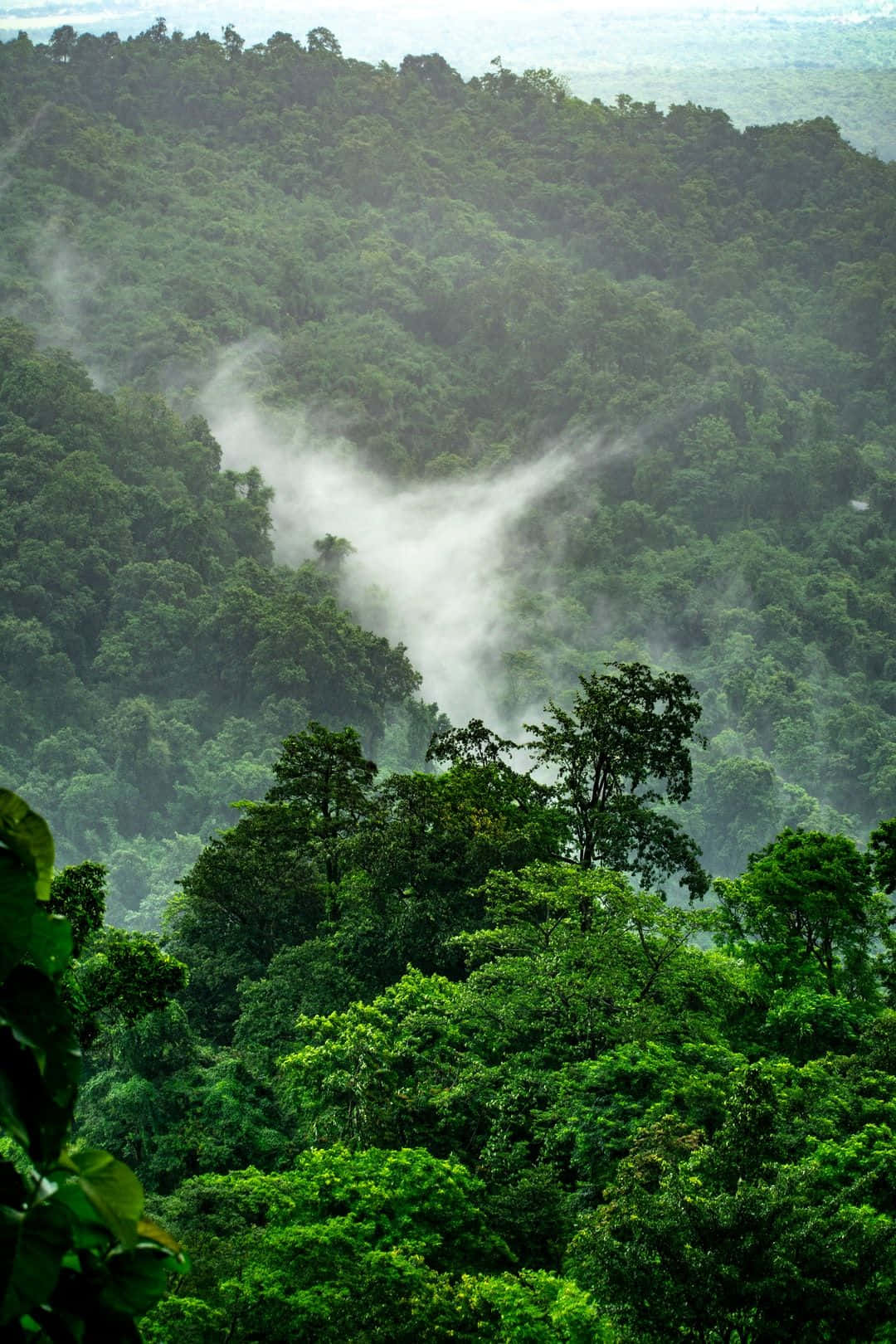 Tree Phone, emerald jungle canopy, misty clouds, HD Phone Wallpaper