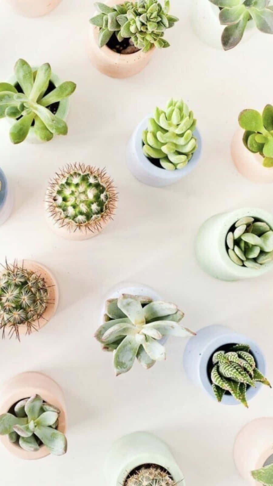 plant aesthetic phone, succulents, cacti, HD Phone Wallpaper