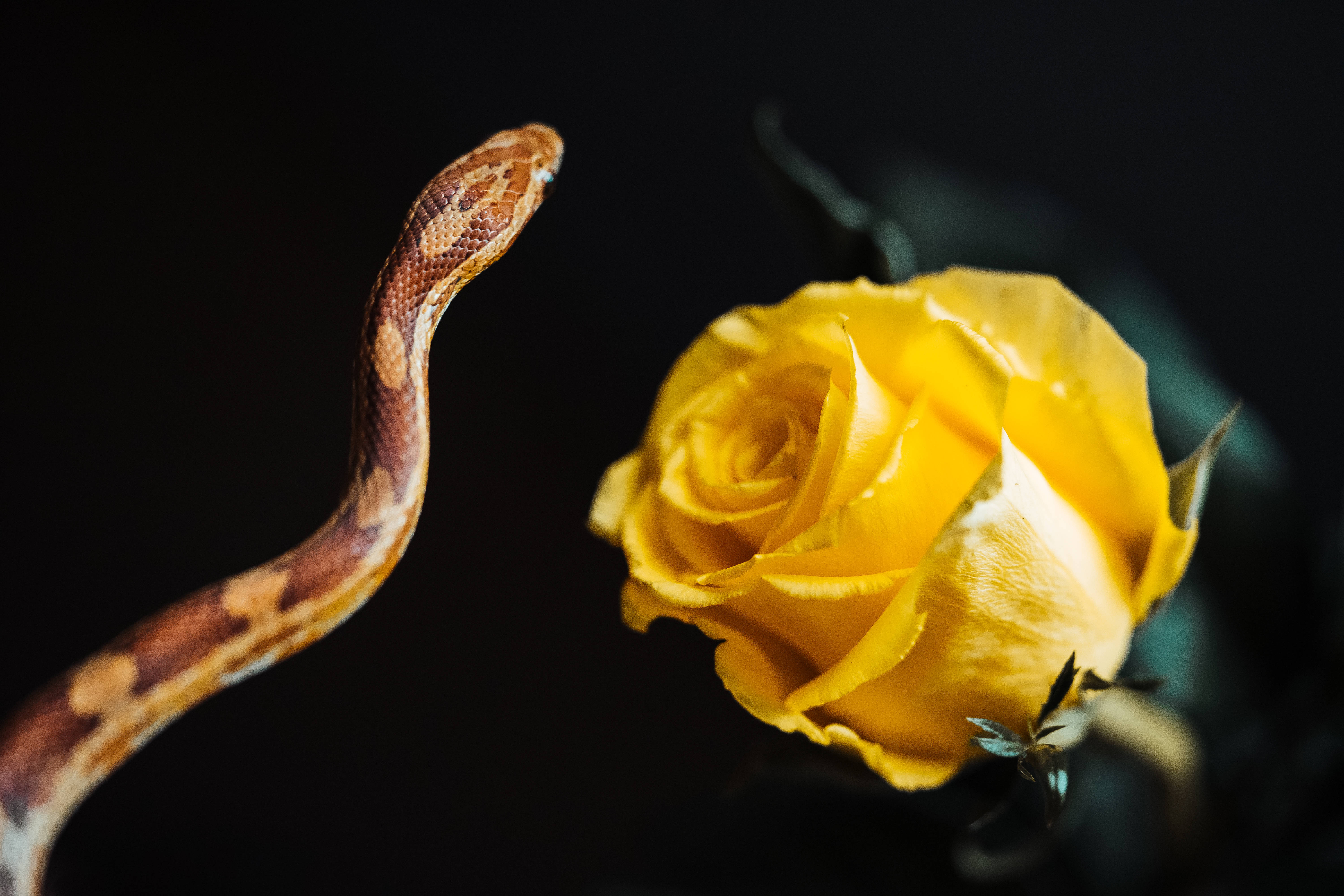 yellow rose, brown patterned snake, vibrant yellow rose, 5K Desktop Wallpaper