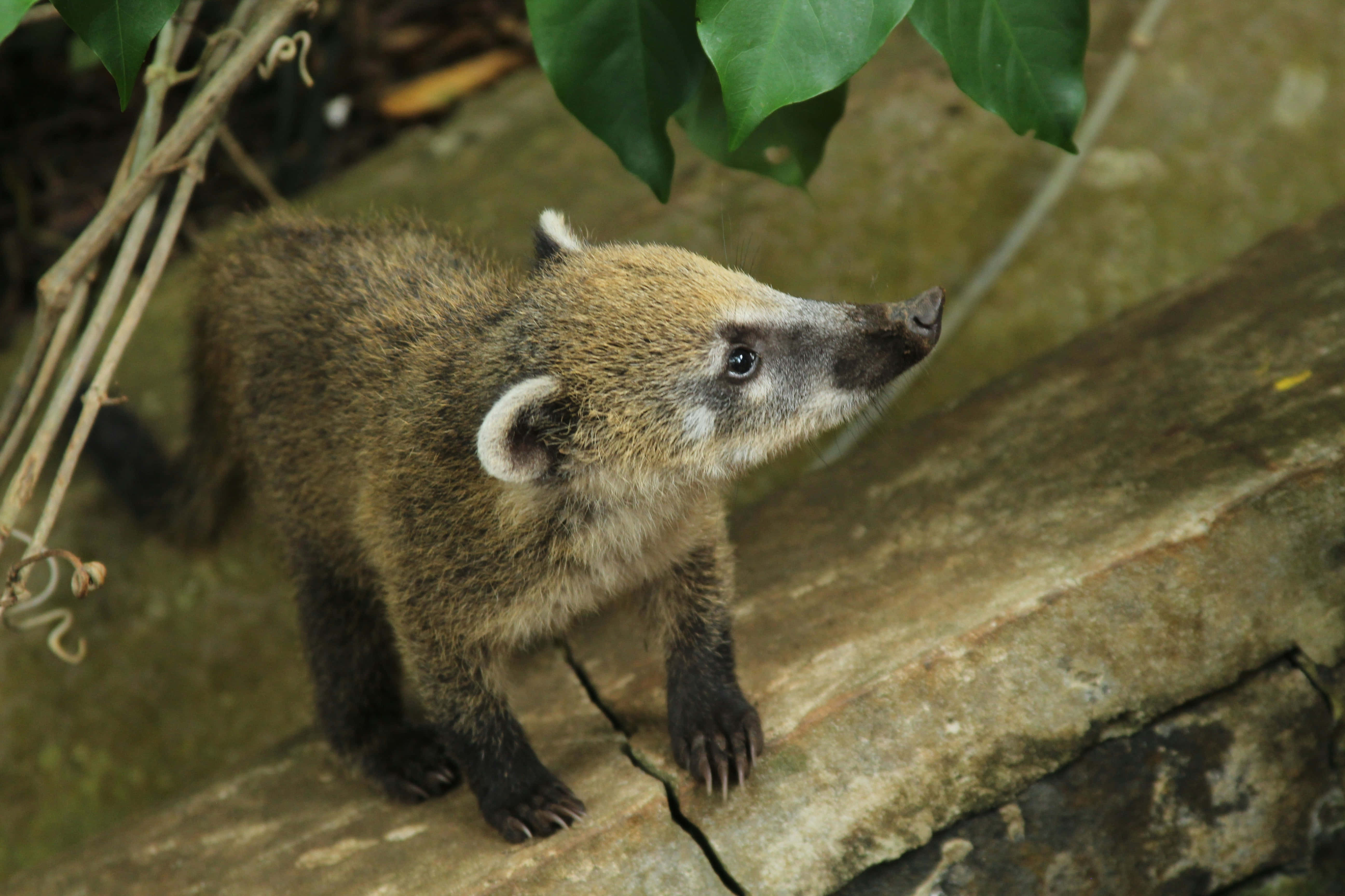 coati, brown fur, white ears, 5K Desktop Wallpaper