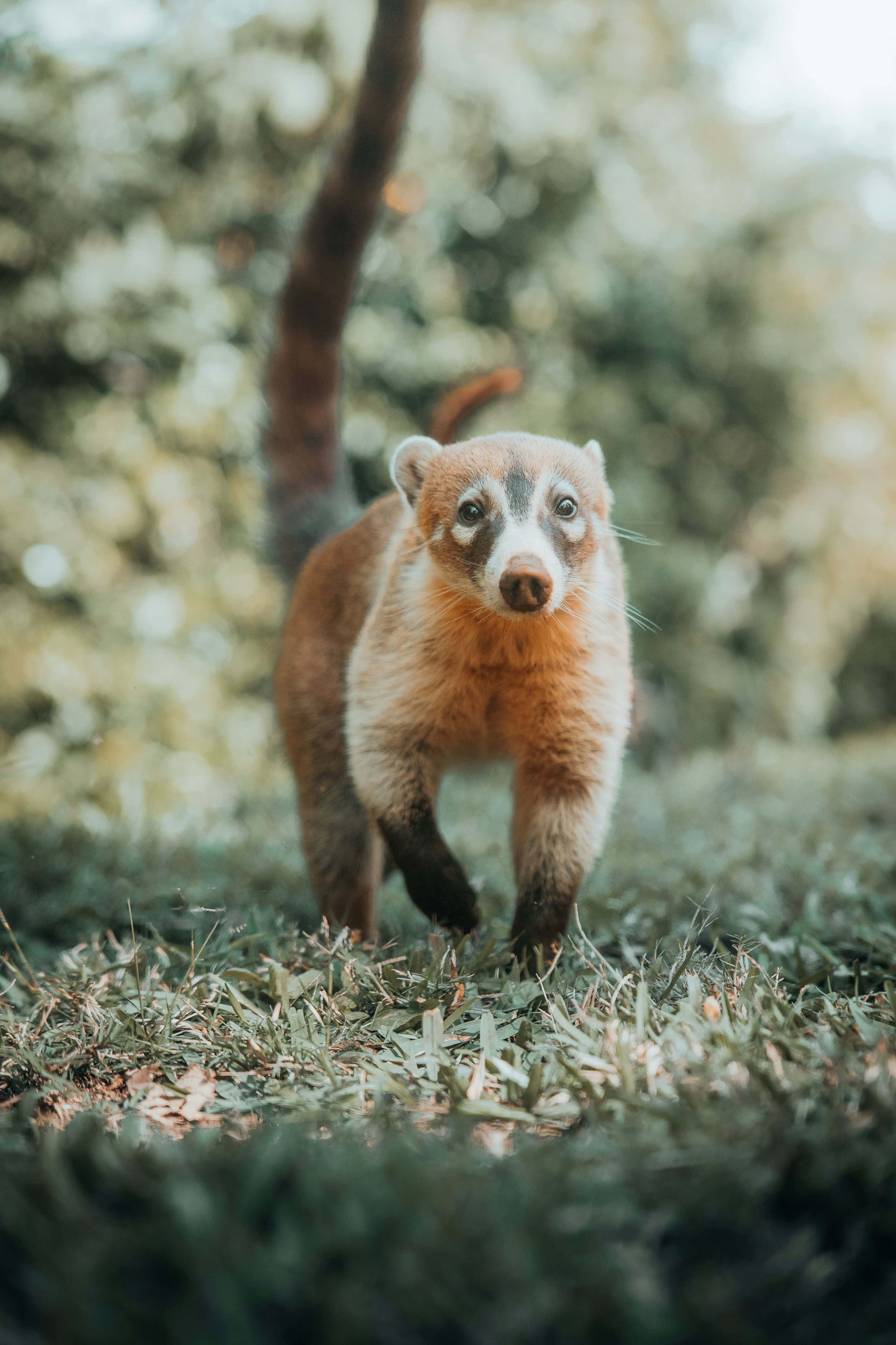 coati, long striped tail, sunlit grass, 4K Phone Wallpaper