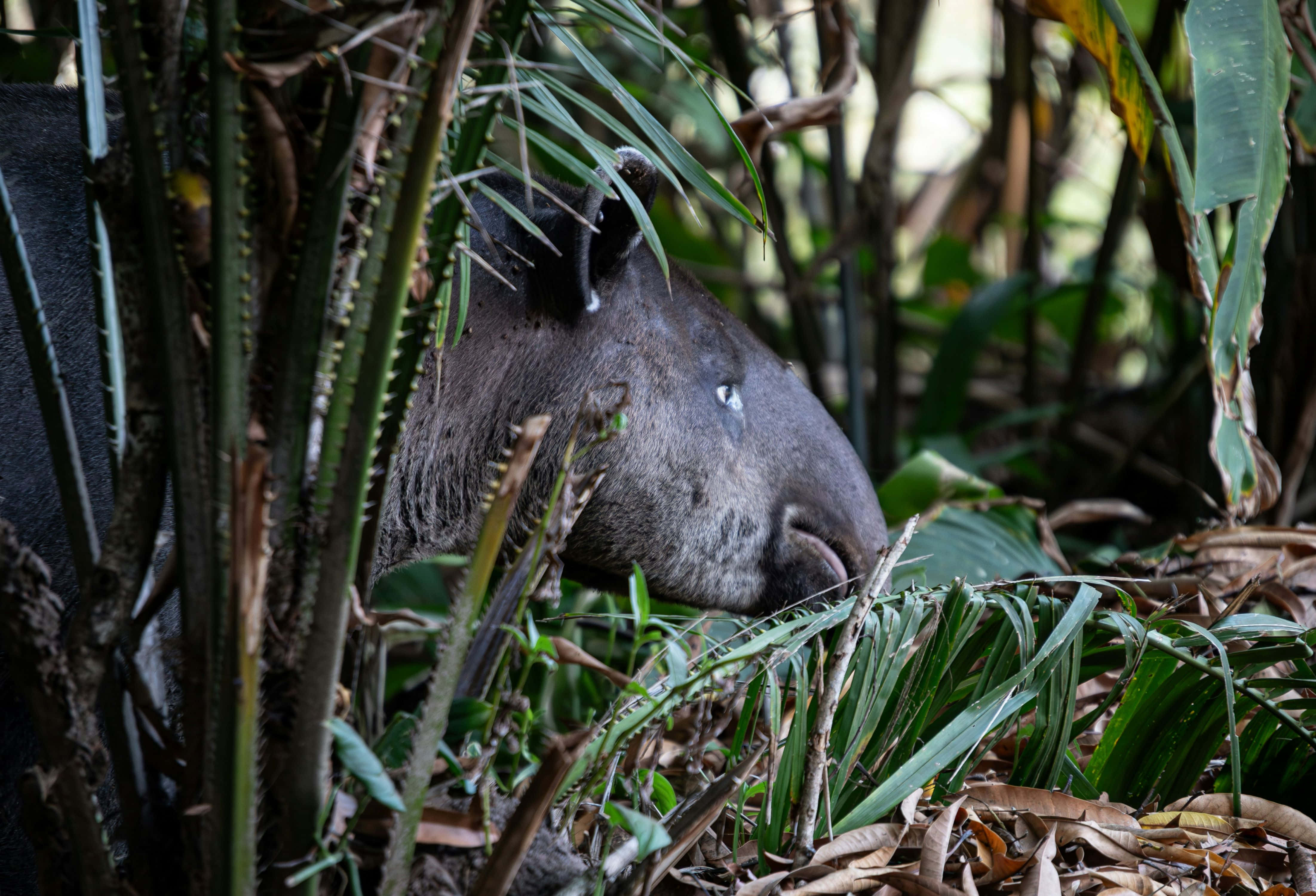 tapir, jungle foliage, dappled sunlight, 4K Desktop Wallpaper