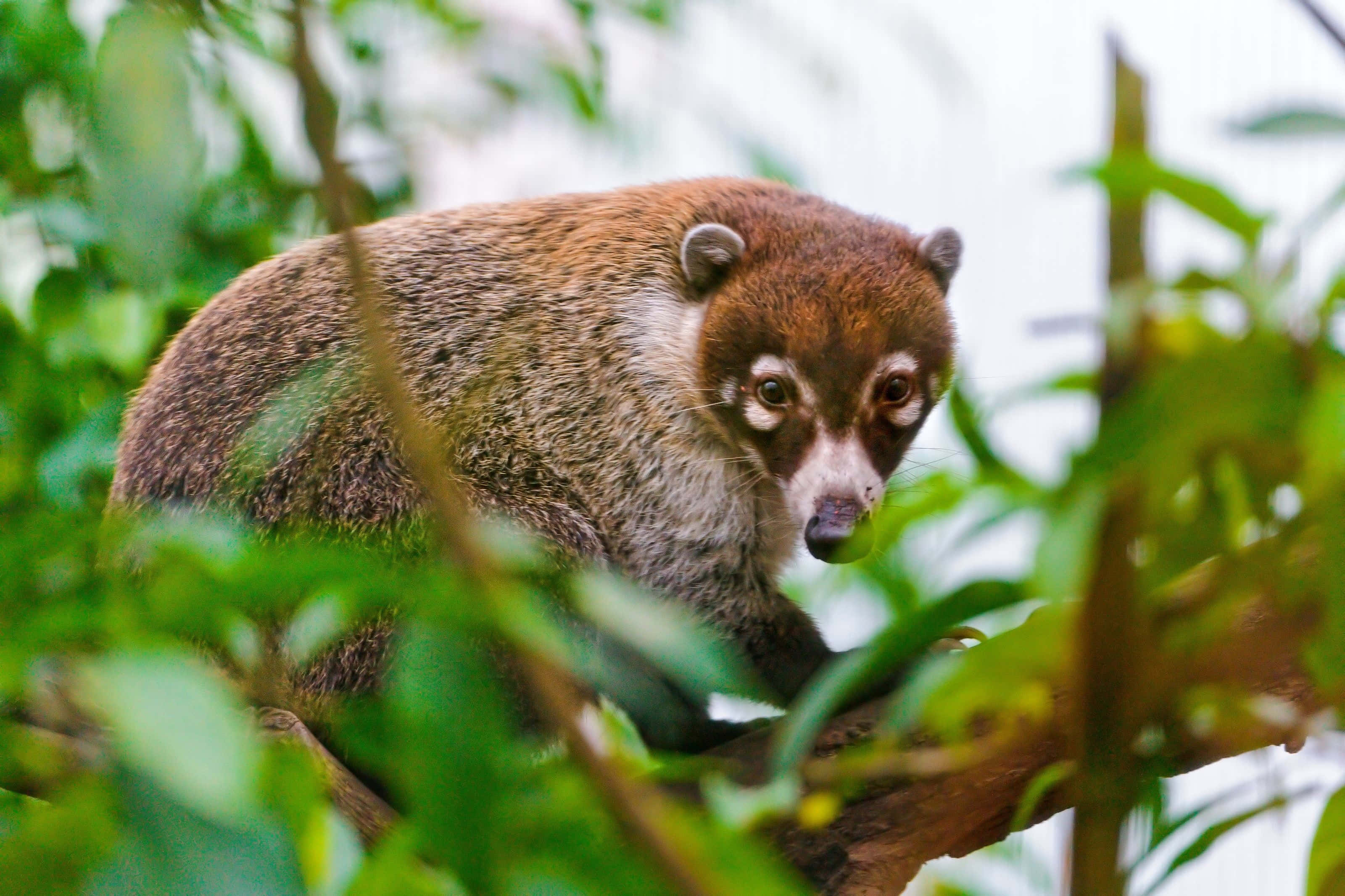 coati, tree branch, lush green foliage, 2K Desktop Wallpaper