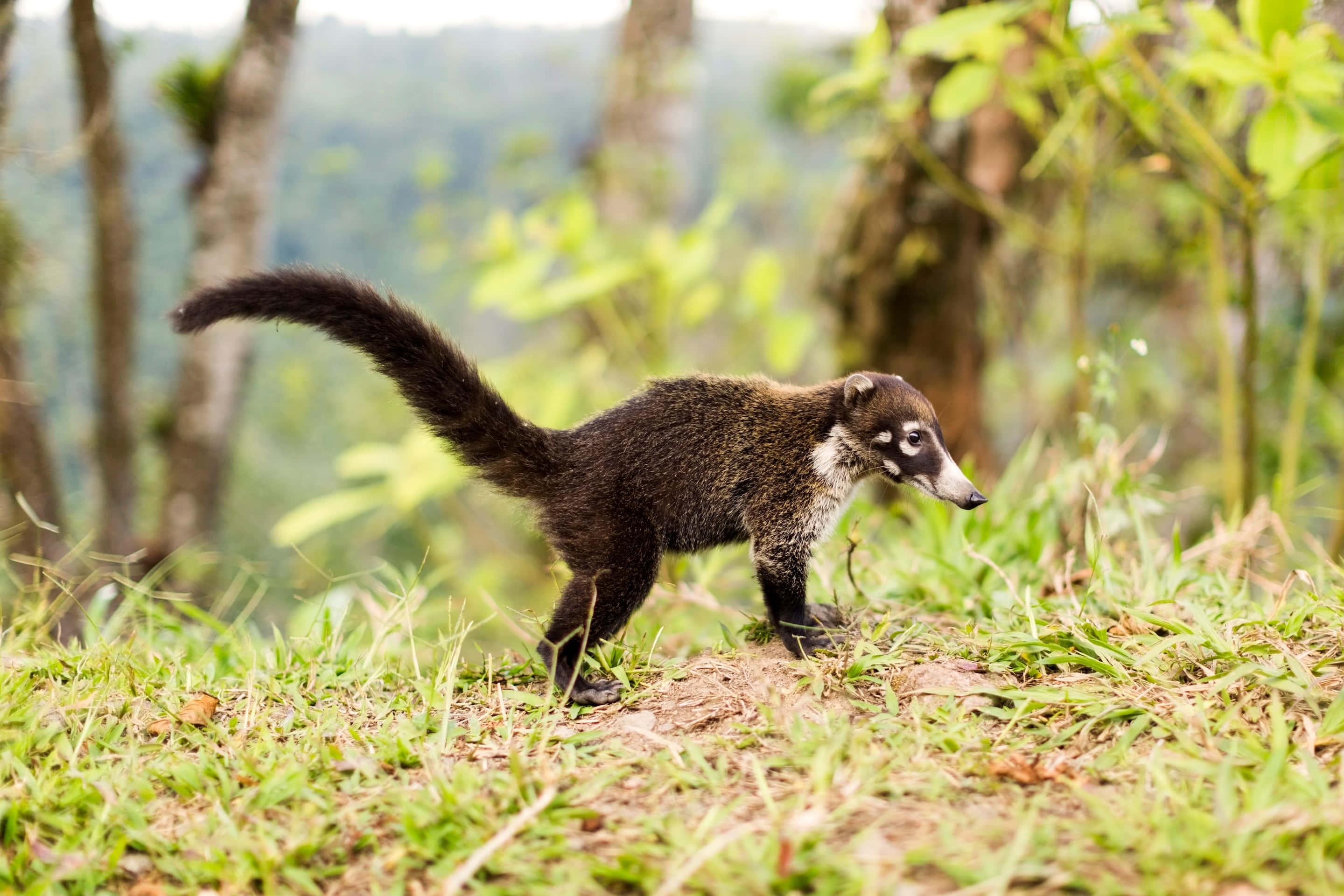 coati, long dark tail, grassy forest floor, 2K Desktop Wallpaper