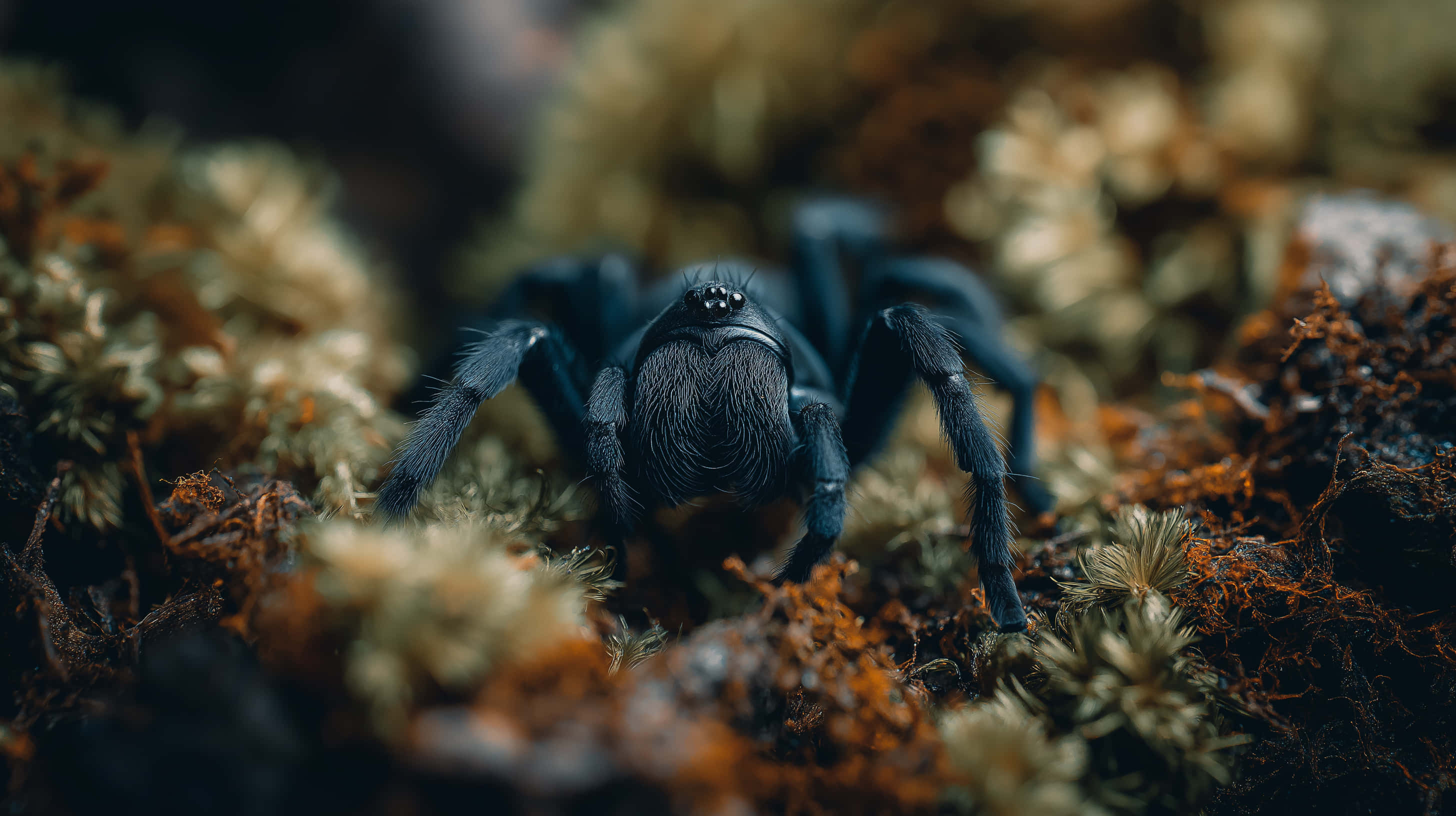 velvet spider, mossy forest floor, dark blue tarantula, 2K Desktop Wallpaper