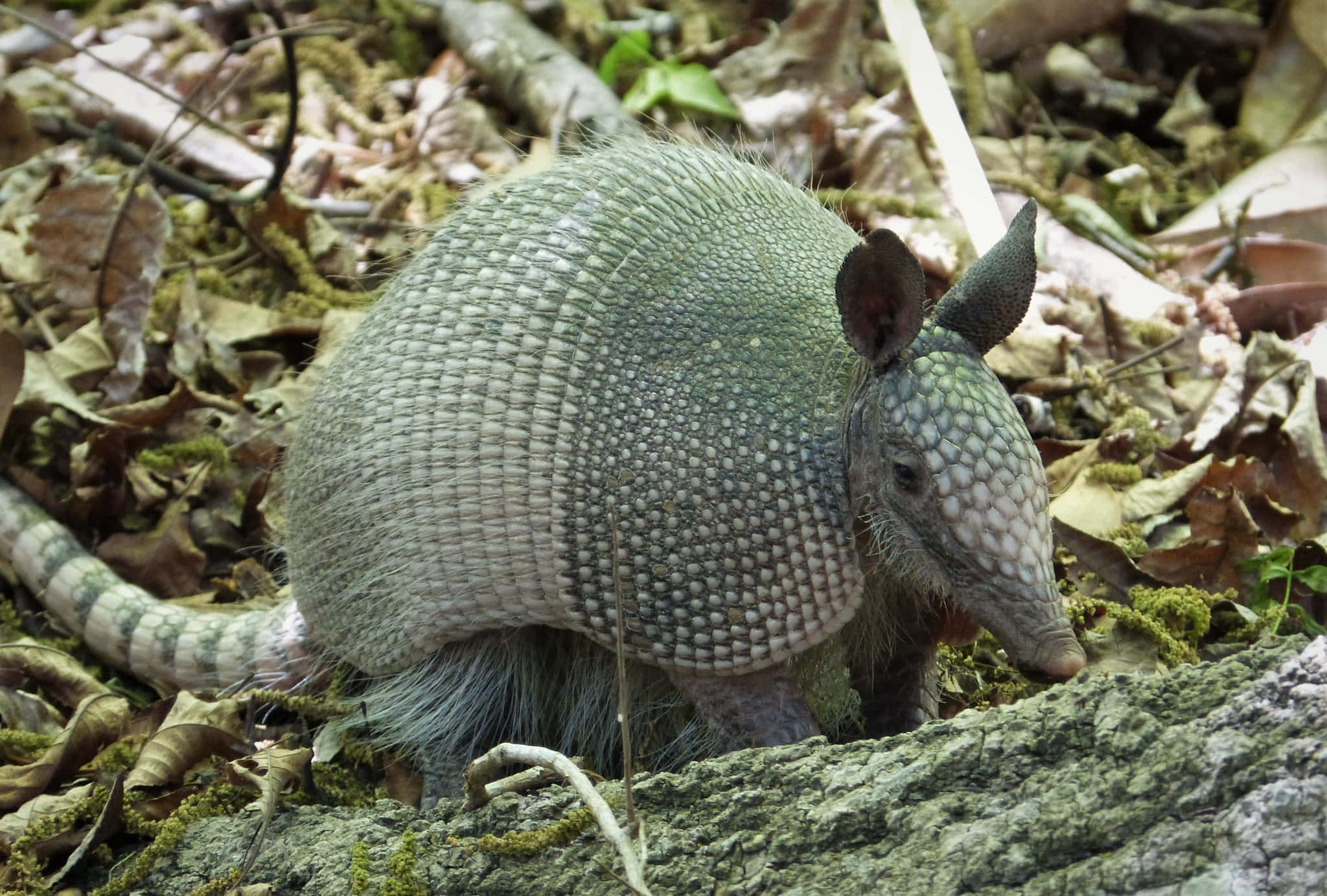 nine-banded armadillo, sunlit forest floor, fallen leaves, Full HD Desktop Wallpaper