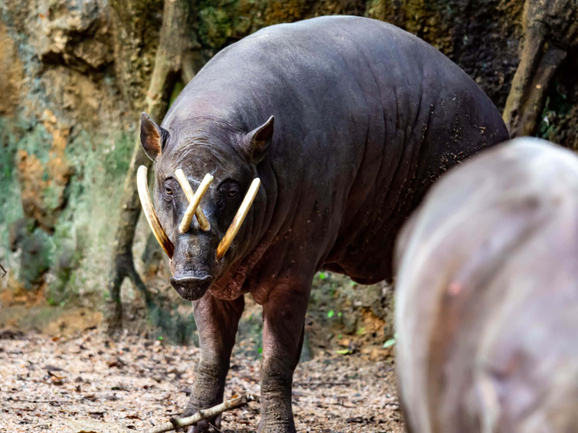 babirusa, dark-skinned, prominent curved tusks, Full HD Desktop Wallpaper