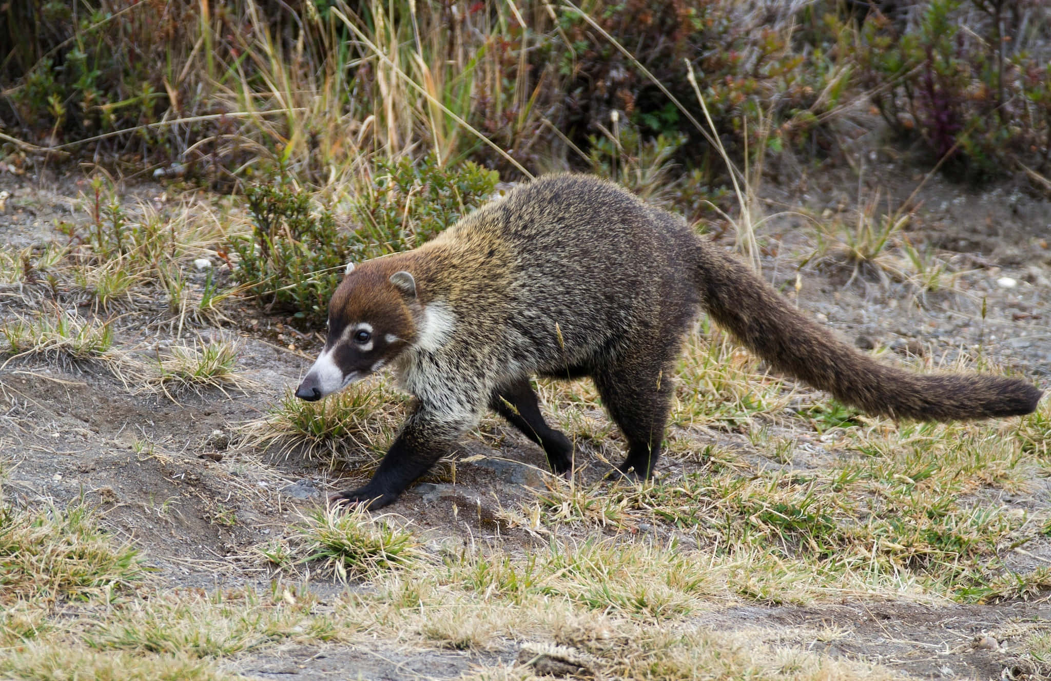 coati, long bushy tail, dry grass, Full HD Desktop Wallpaper
