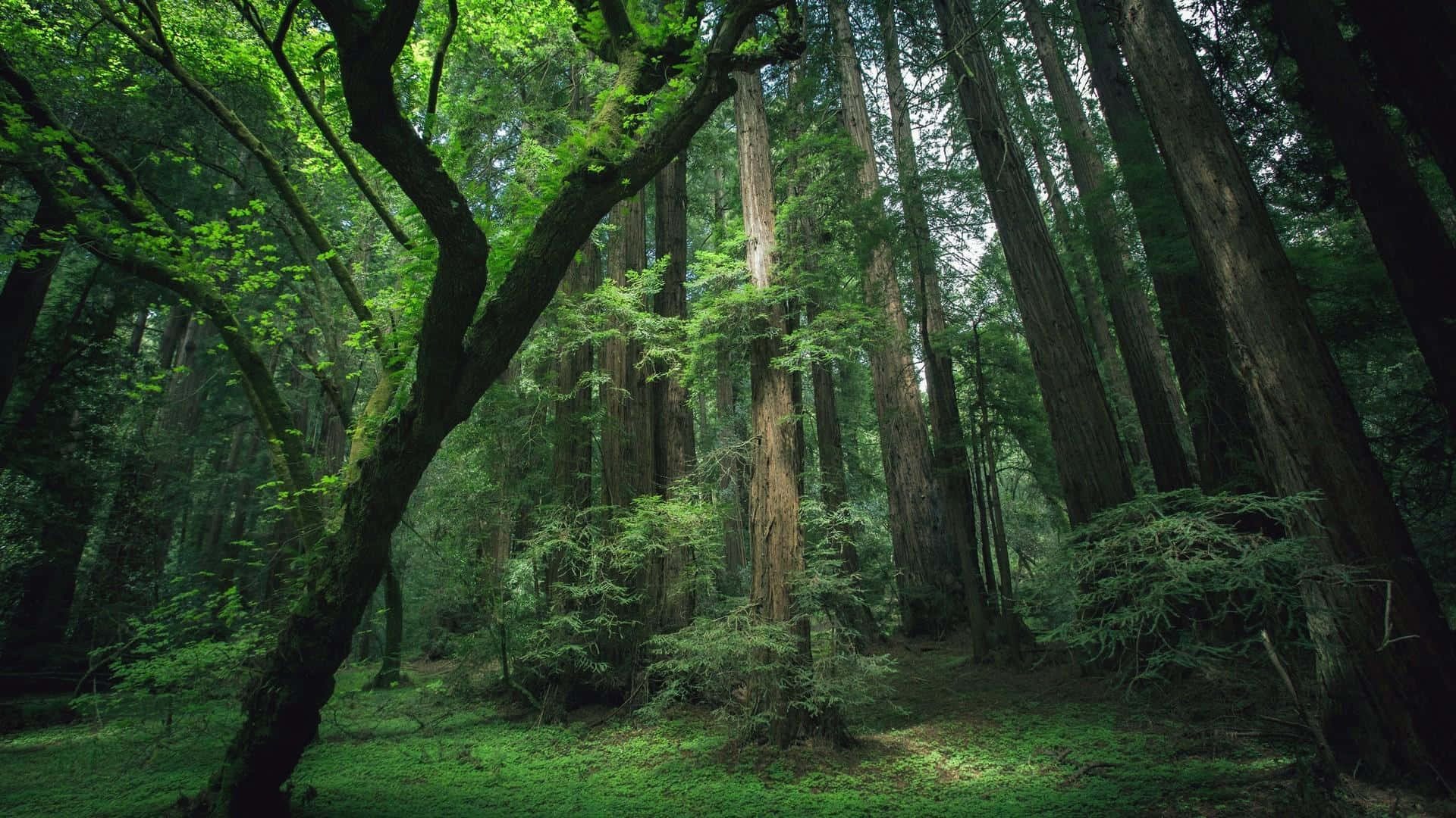ancient redwoods, dappled canopy, sunlight filters through vibrant green leaves, Full HD Desktop Wallpaper