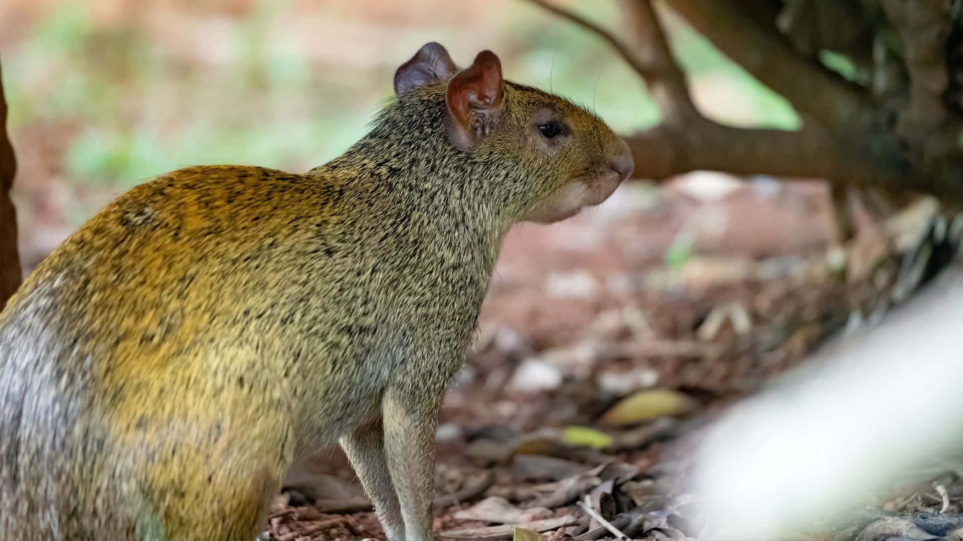 agouti, natural habitat, forest floor, Full HD Desktop Wallpaper