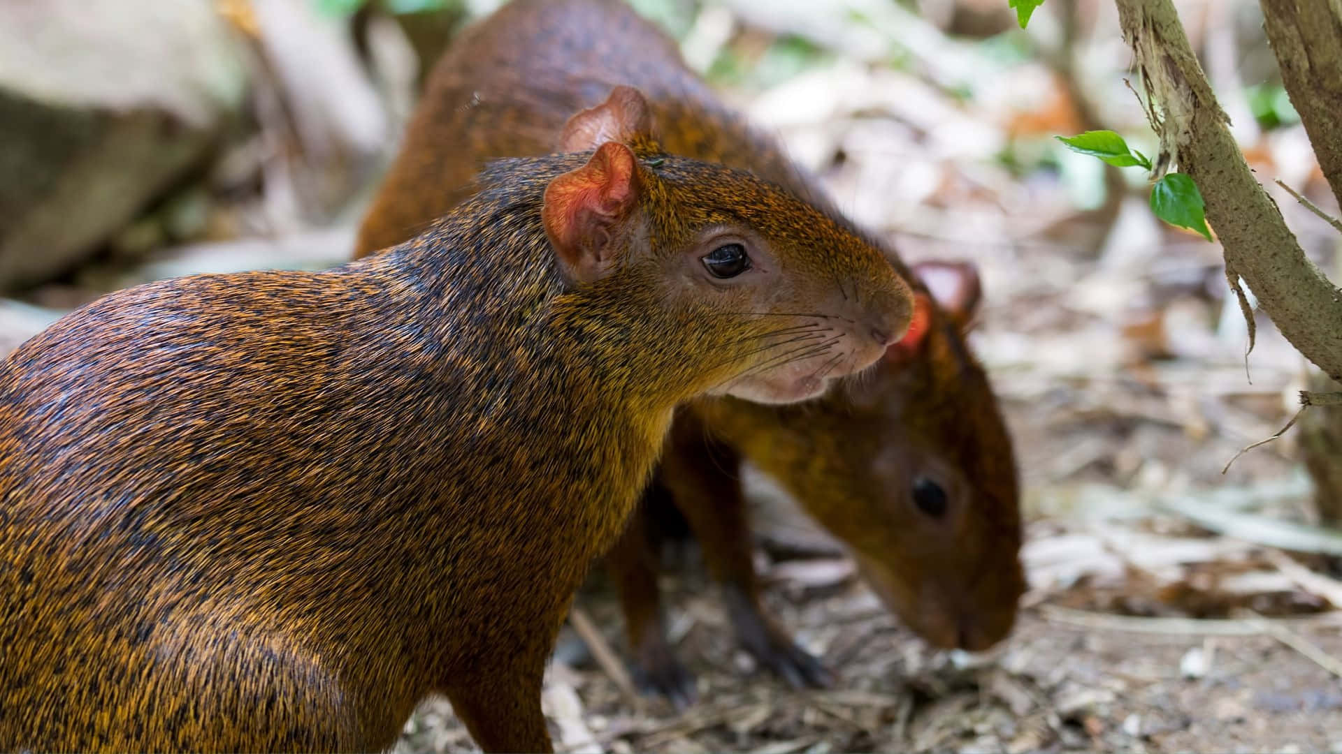 agouti, brown agoutis, reddish fur, Full HD Desktop Wallpaper