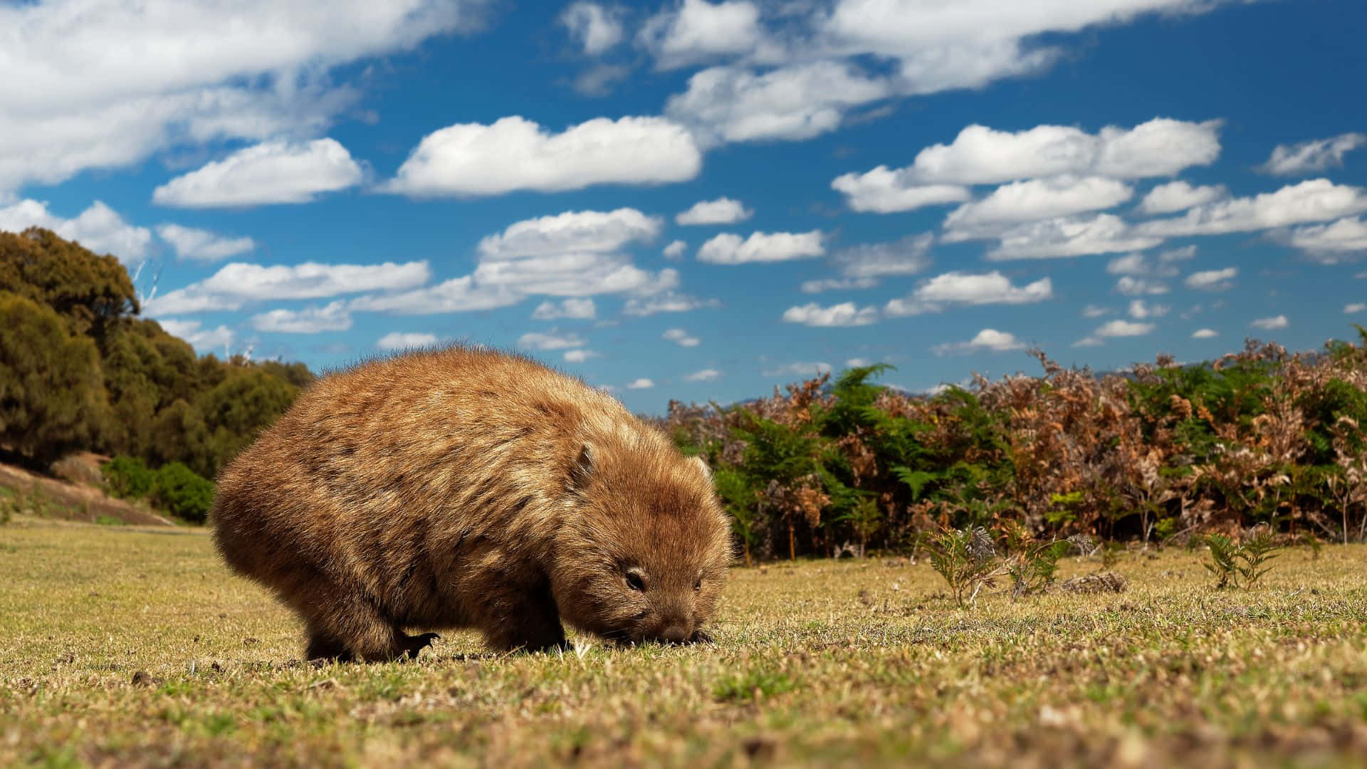 wombat, furry brown, dry grass, Full HD Desktop Wallpaper