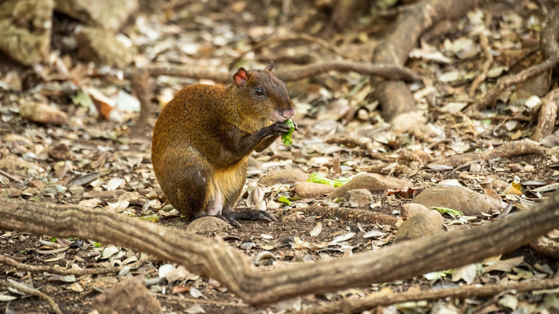 agouti, forest floor, green leaf, Full HD Desktop Wallpaper