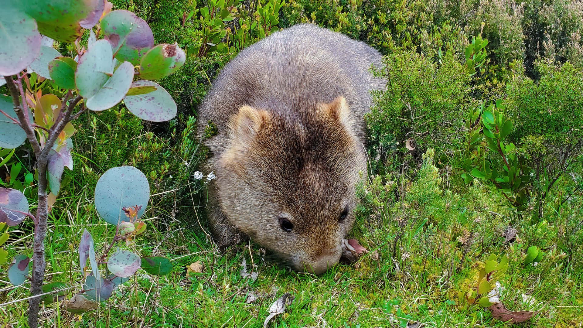 wombat, furry brown, vibrant green grass, Full HD Desktop Wallpaper