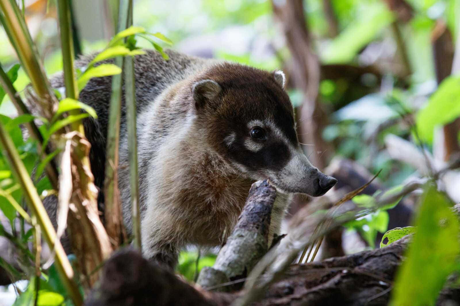 coati, natural habitat, sunlit jungle, HD Desktop Wallpaper