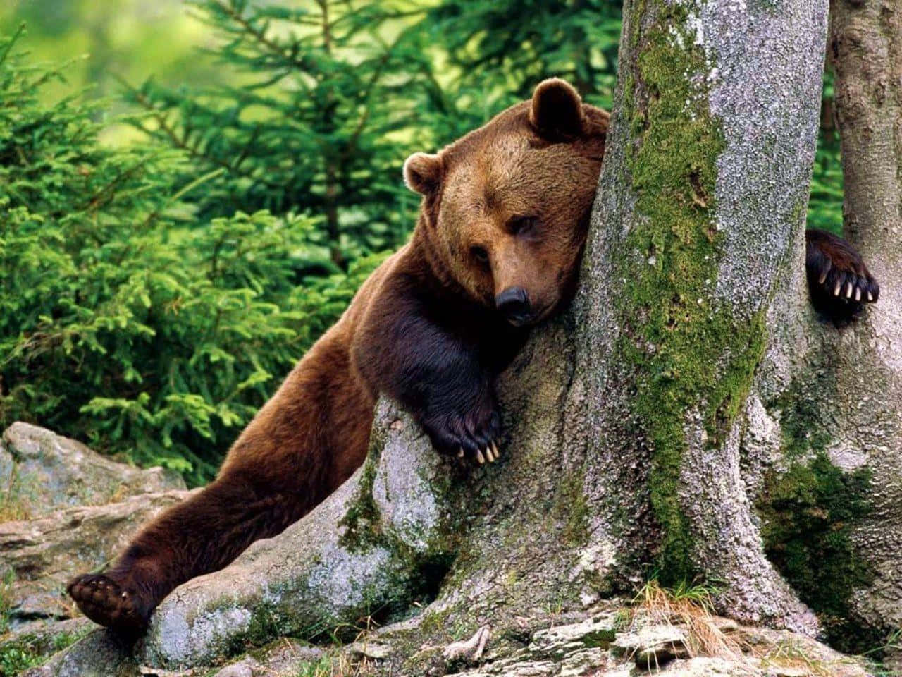 brown bear, mossy tree trunk, lush green forest, HD Desktop Wallpaper