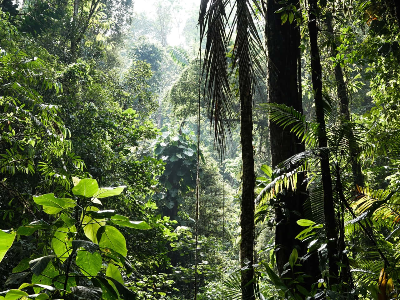 tropical rainforest, sunlight, dense tropical foliage, HD Desktop Wallpaper