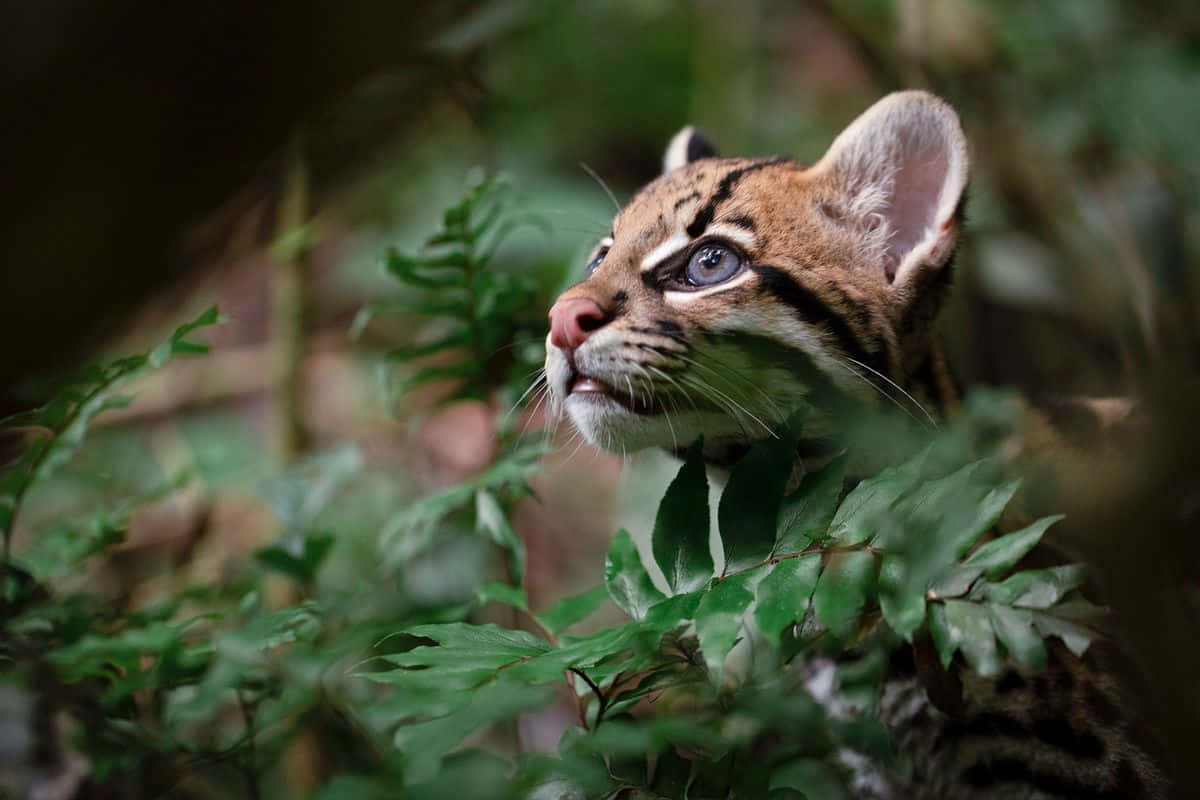 ocelotin, natural habitat, wild ocelot kitten, SD Desktop Wallpaper