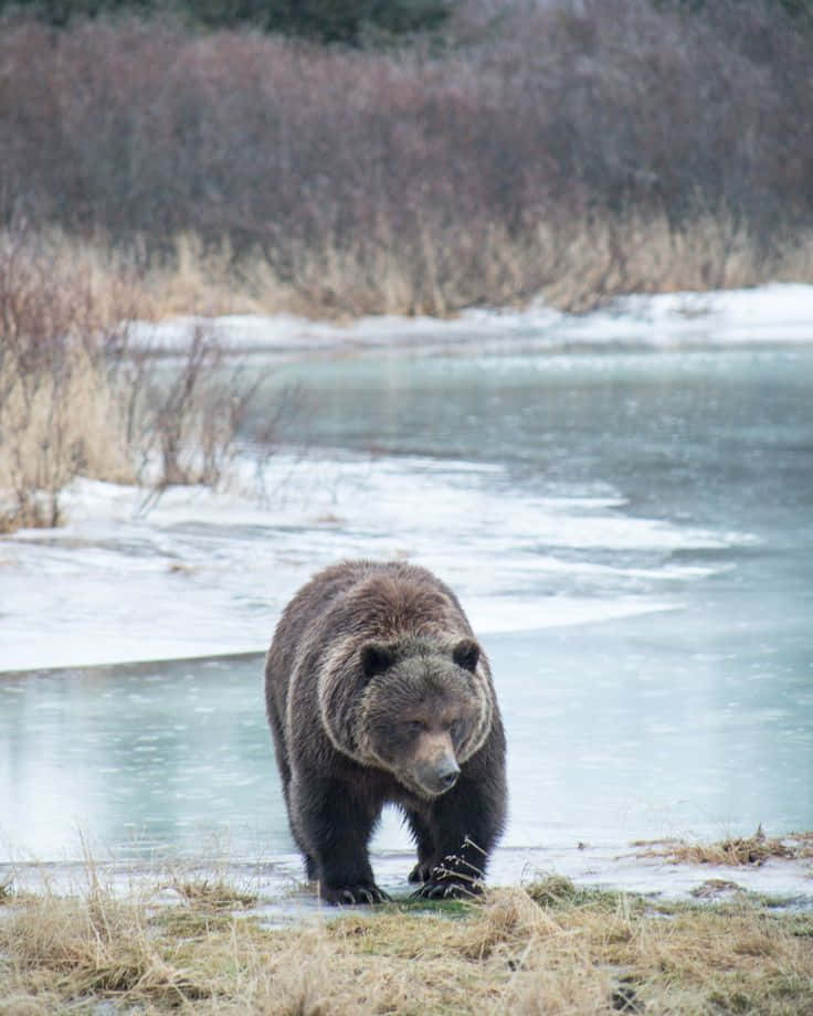 brown bear, partially frozen river, snowy winter landscape, SD Phone Wallpaper