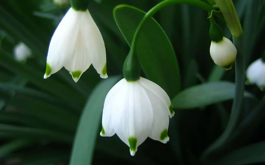 Nature Flower
