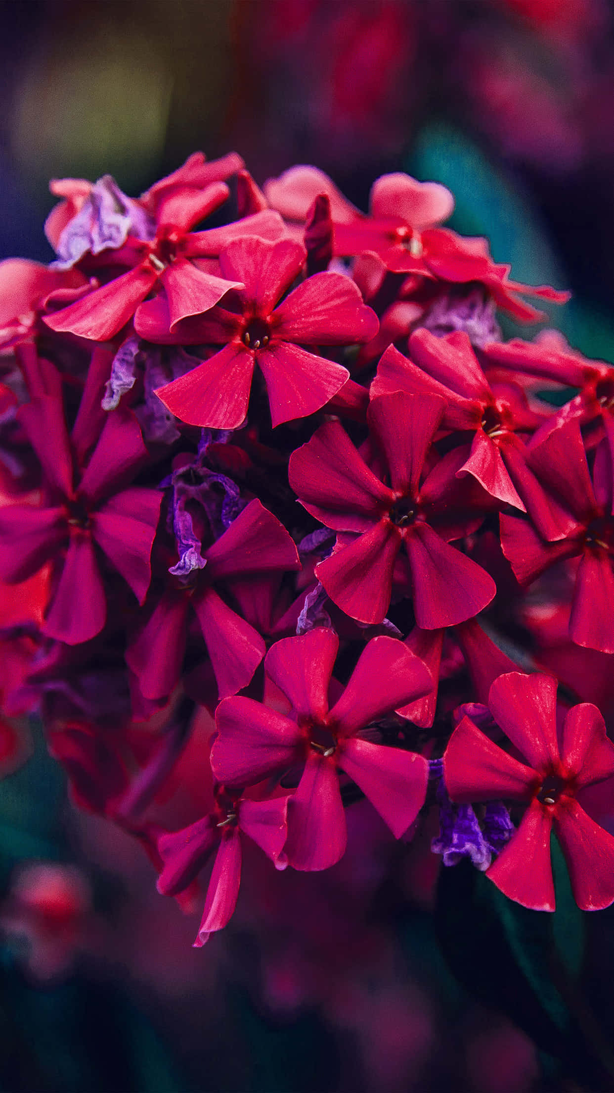 magenta phlox flowers, lush cluster, soft bokeh background, Full HD Phone Wallpaper