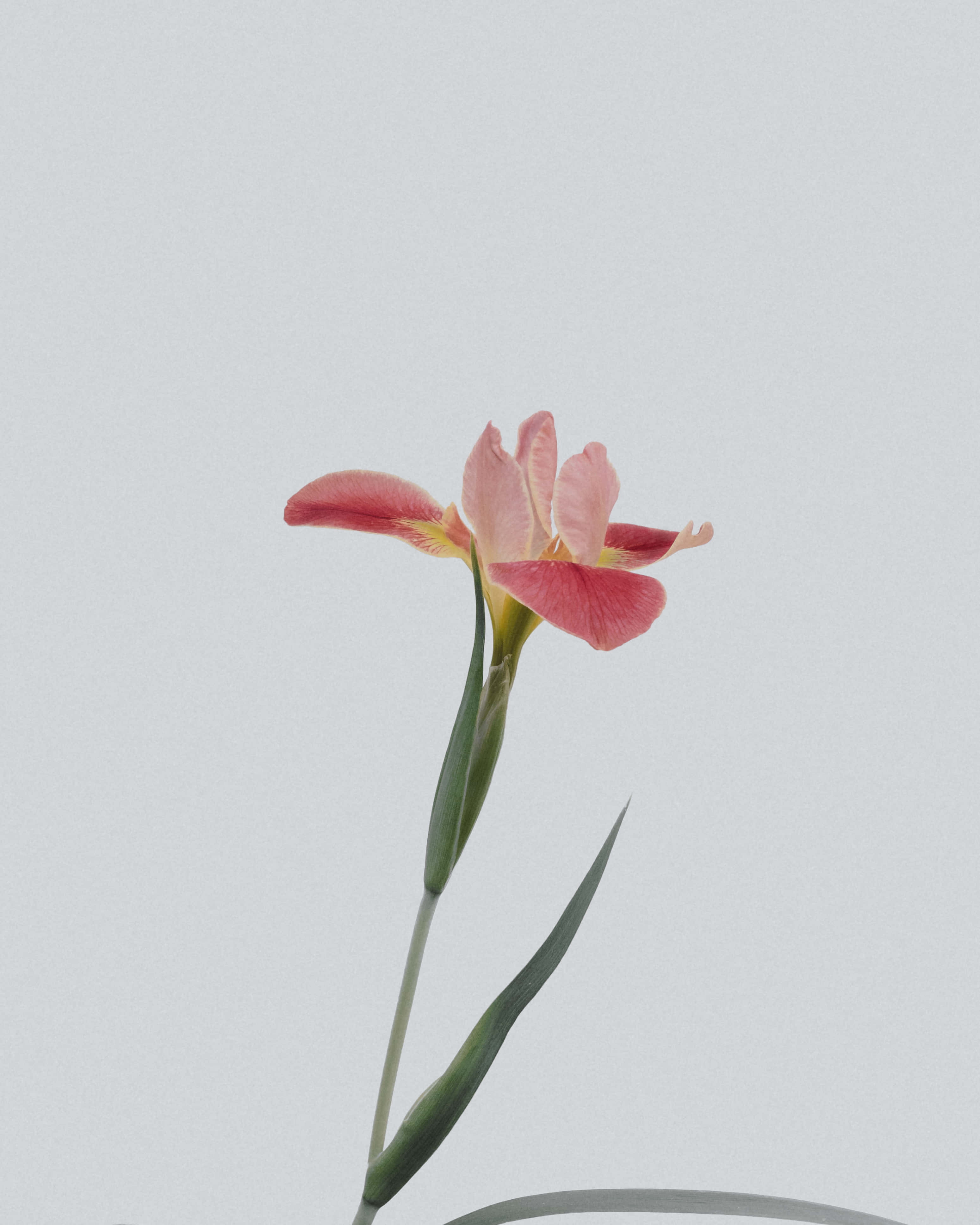 pink iris, green stem, soft gray background, 4K Phone Wallpaper