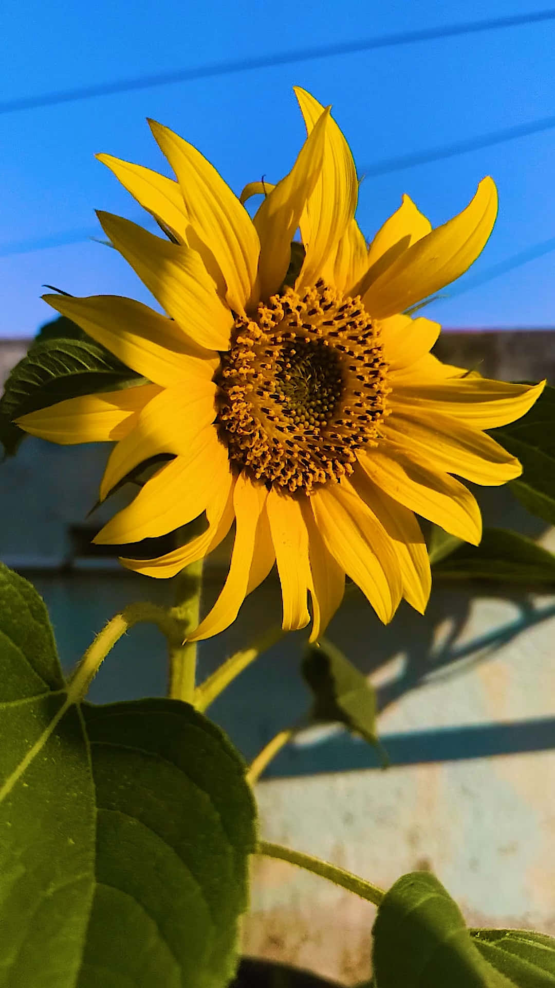 sunflower, vibrant yellow, detailed petals, Full HD Phone Wallpaper