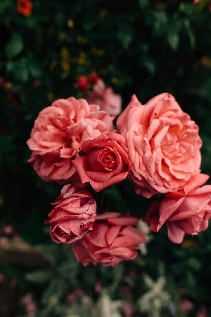pink flower, coral roses, lush garden, SD Phone Wallpaper