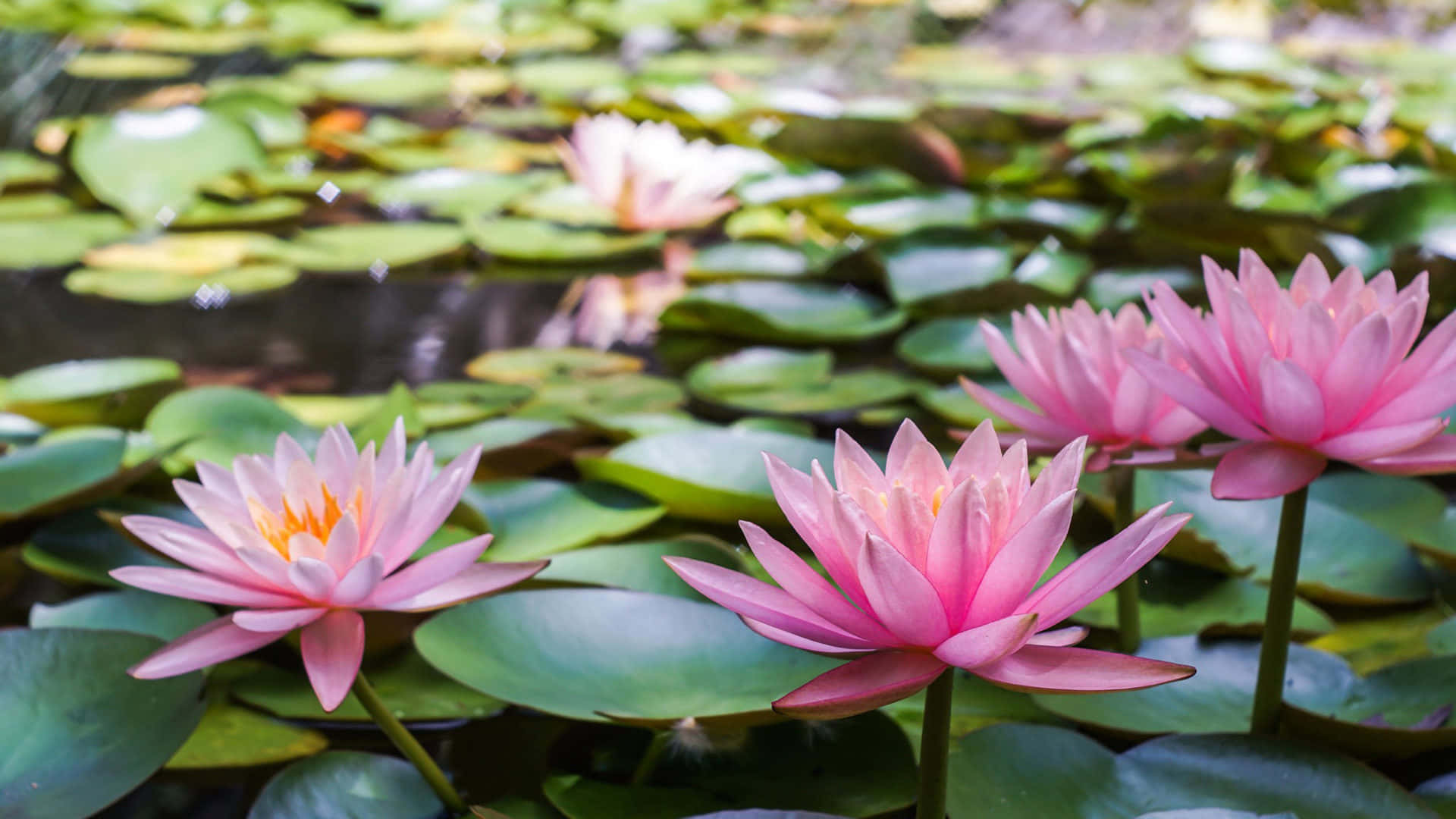 pink lotus, water lilies, lily pads, Full HD Desktop Wallpaper