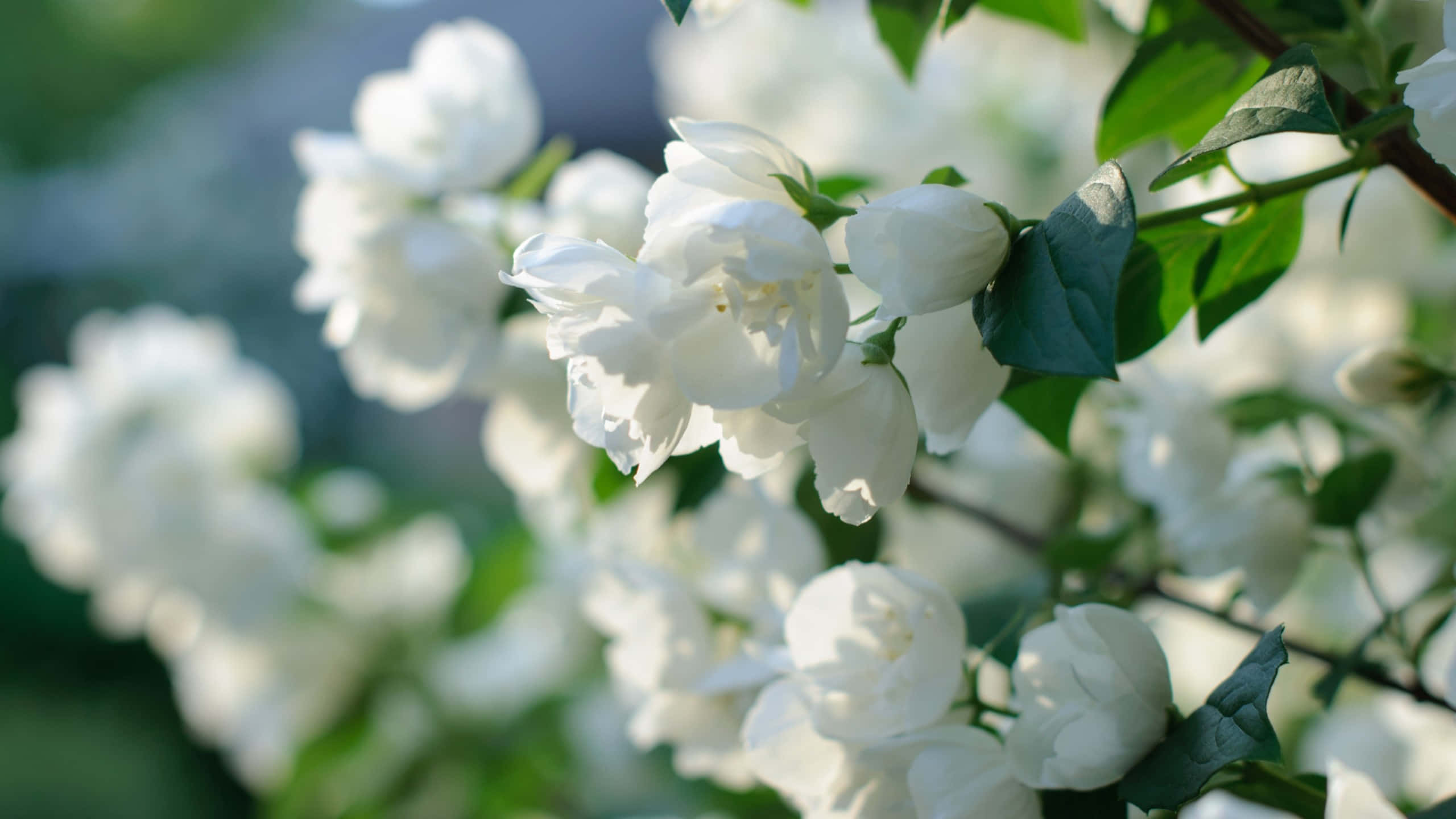white jasmine blossoms, lush green leaves, bright natural sunlight, 2K Desktop Wallpaper