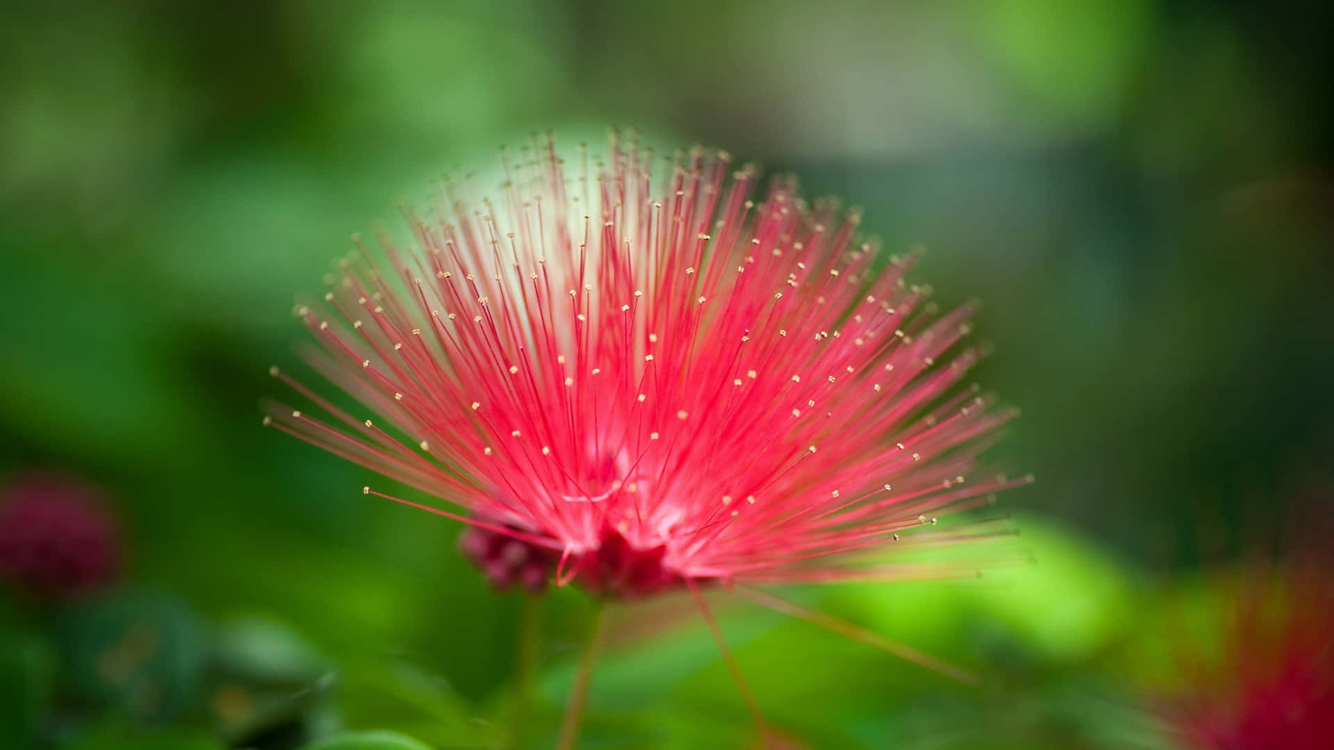 nature flower, red, powder puff flower, Full HD Desktop Wallpaper
