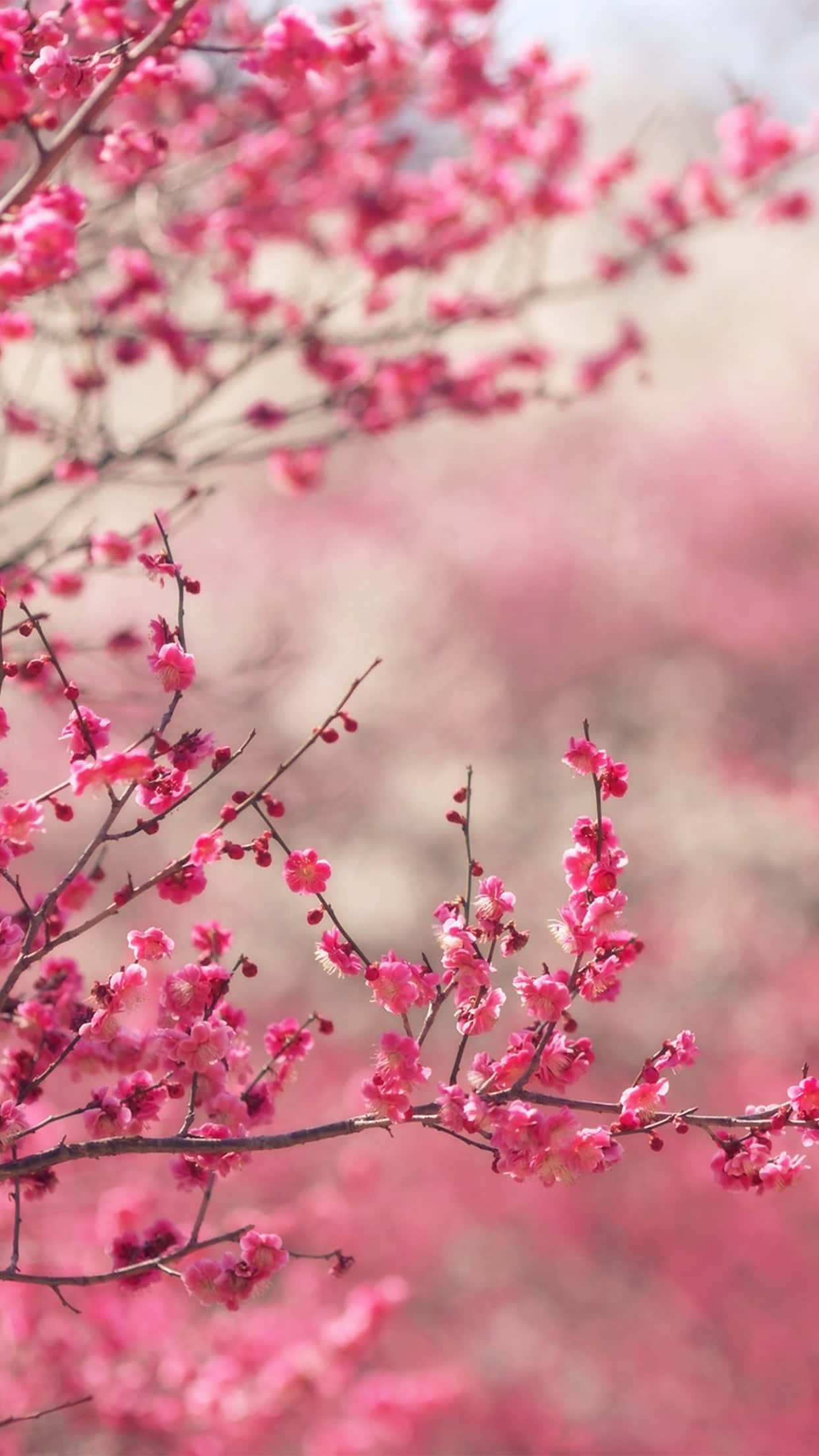 pink cherry blossoms, slender branches, soft blurred background, Full HD Phone Wallpaper