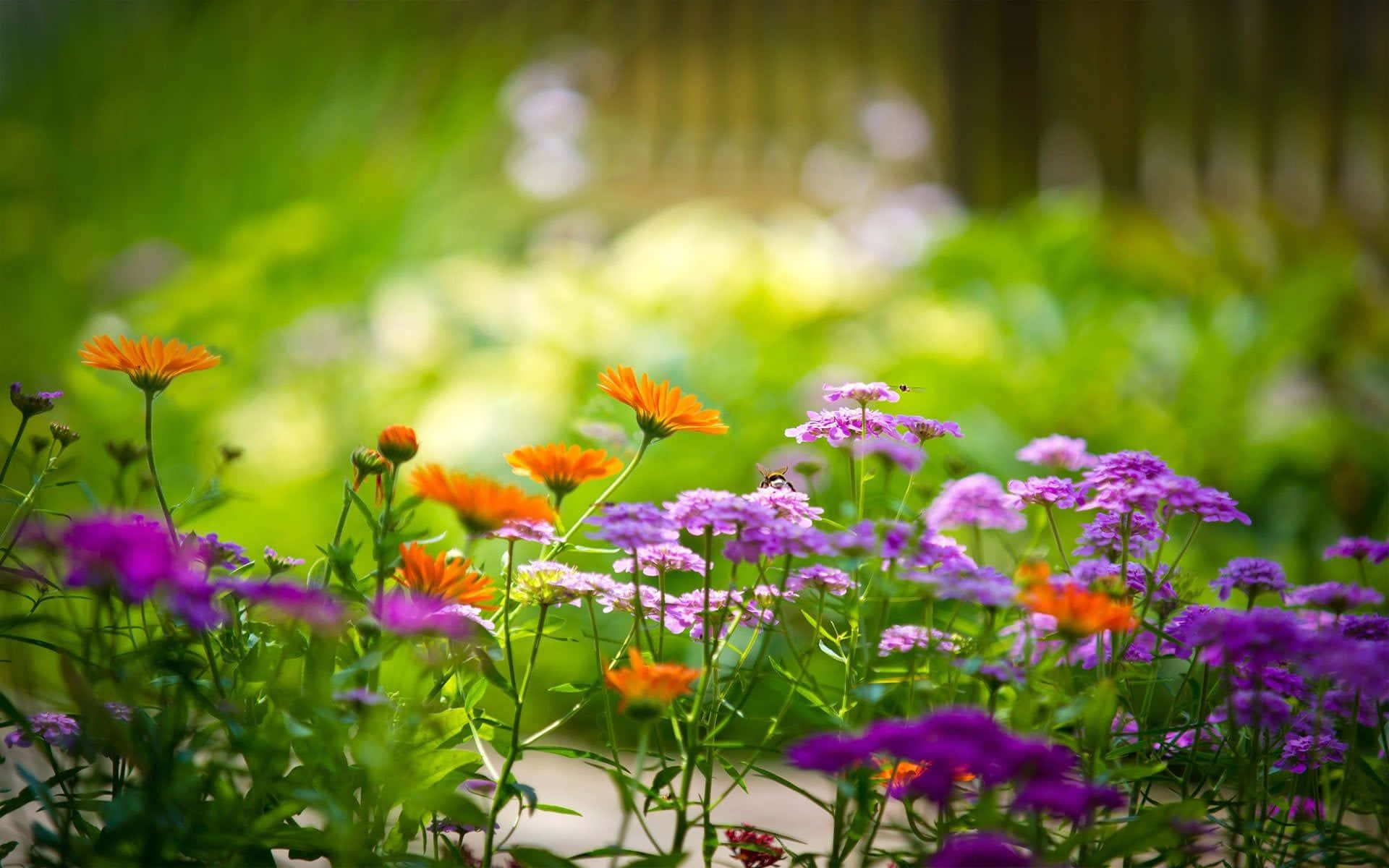 nature flower, vibrant orange, purple wildflowers, Full HD Desktop Wallpaper