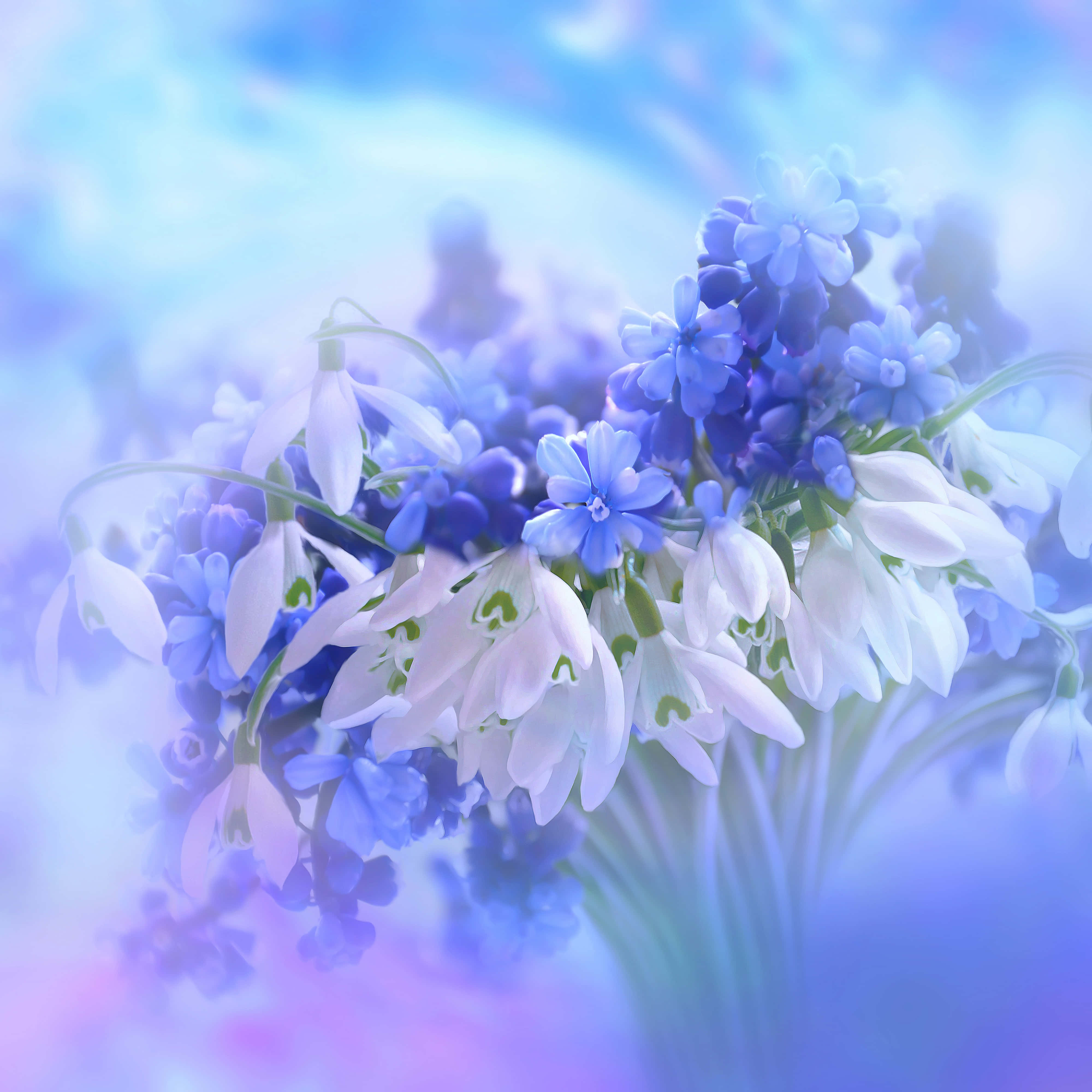 blue, white, spring flowers, 4K Desktop Wallpaper