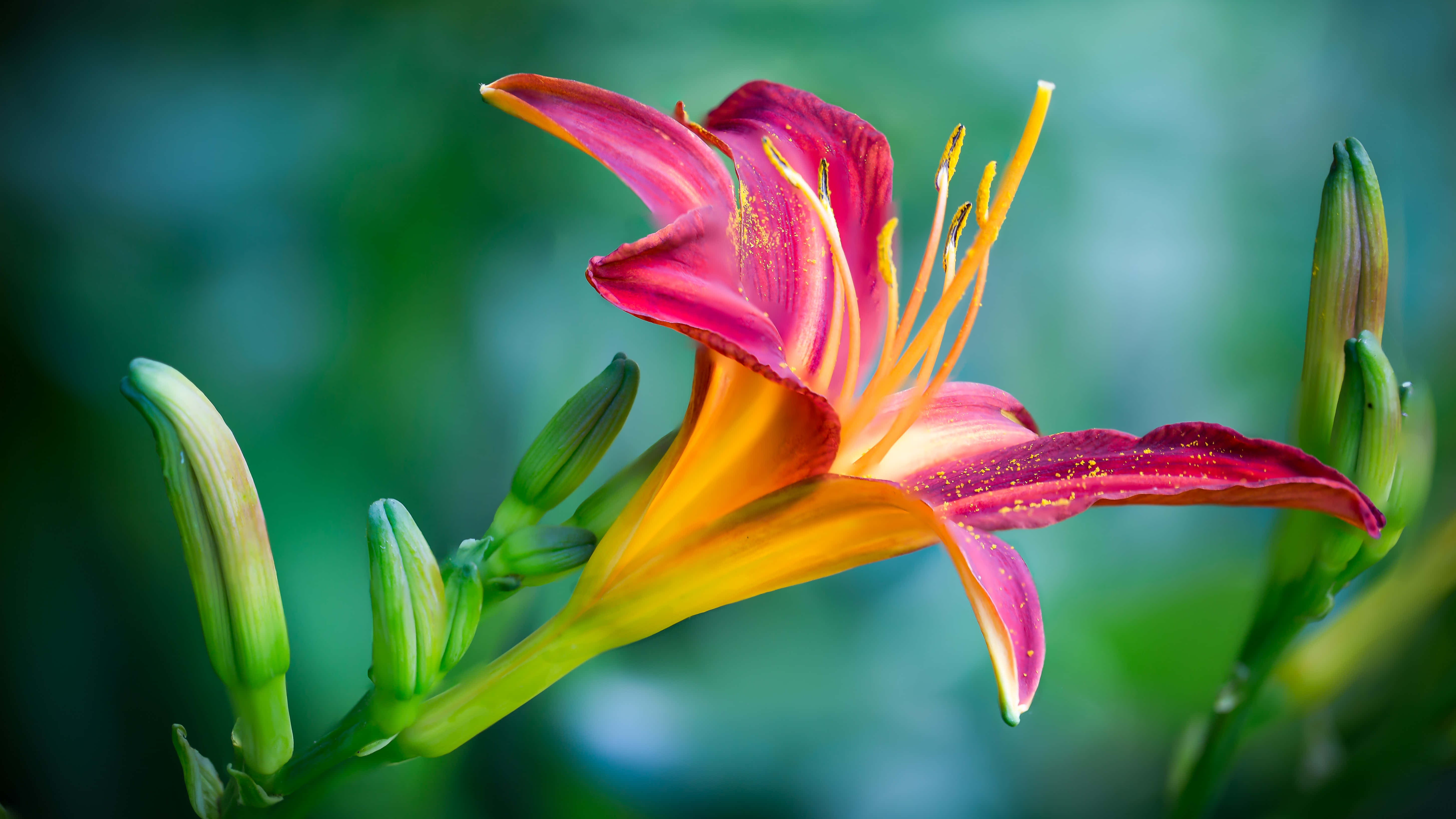 pink, orange, lily, 5K Desktop Wallpaper