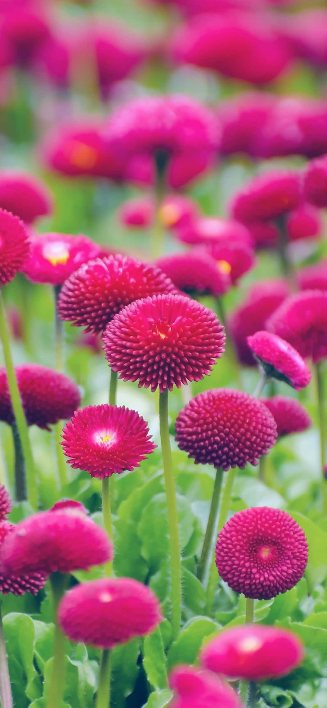 fuchsia daisies, spiky petals, lush green field, Full HD Phone Wallpaper