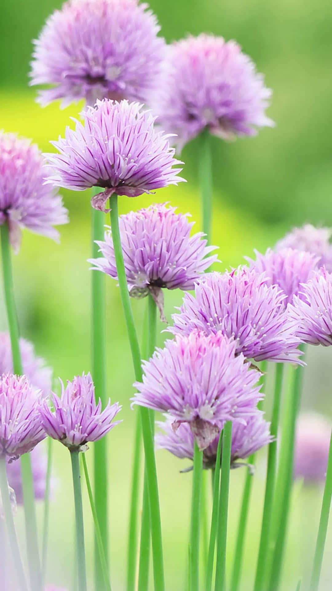 Puffball Nature Flower, purple chive blossoms, feathery petals, Full HD Phone Wallpaper