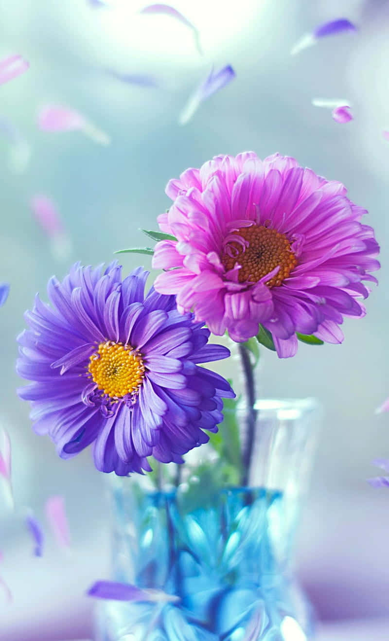 purple daisies, pink daisies, yellow centers, HD Phone Wallpaper