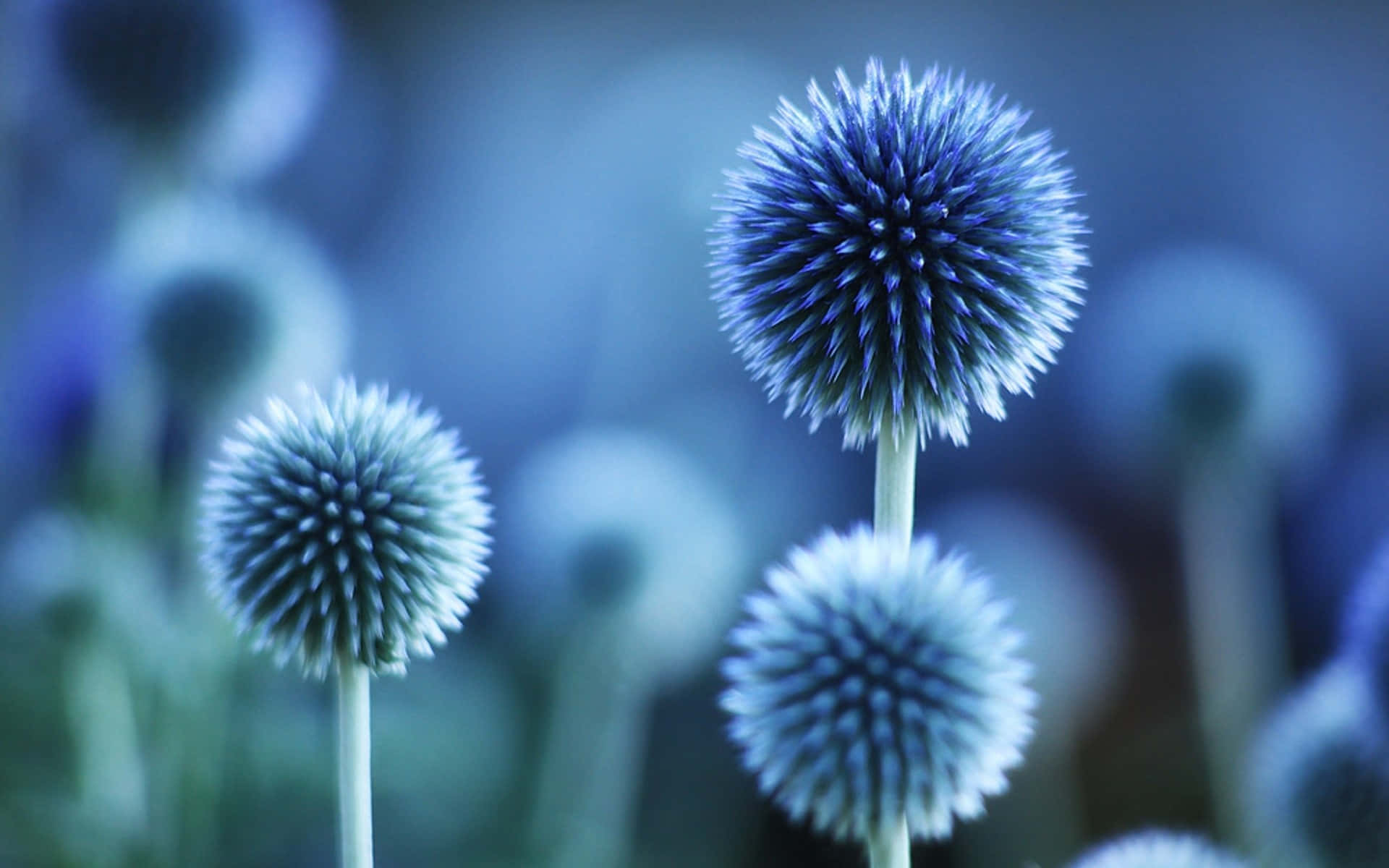 Blue Nature Flower, spiky blue thistle flowers, glowing softly, Full HD Desktop Wallpaper