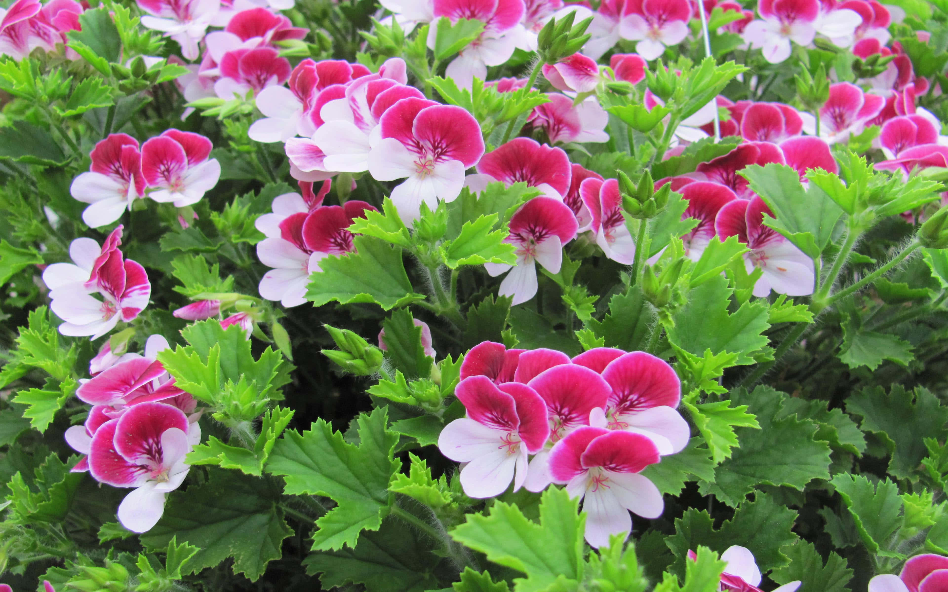pink flowers, green leaves, geranium flowers, 4K Desktop Wallpaper