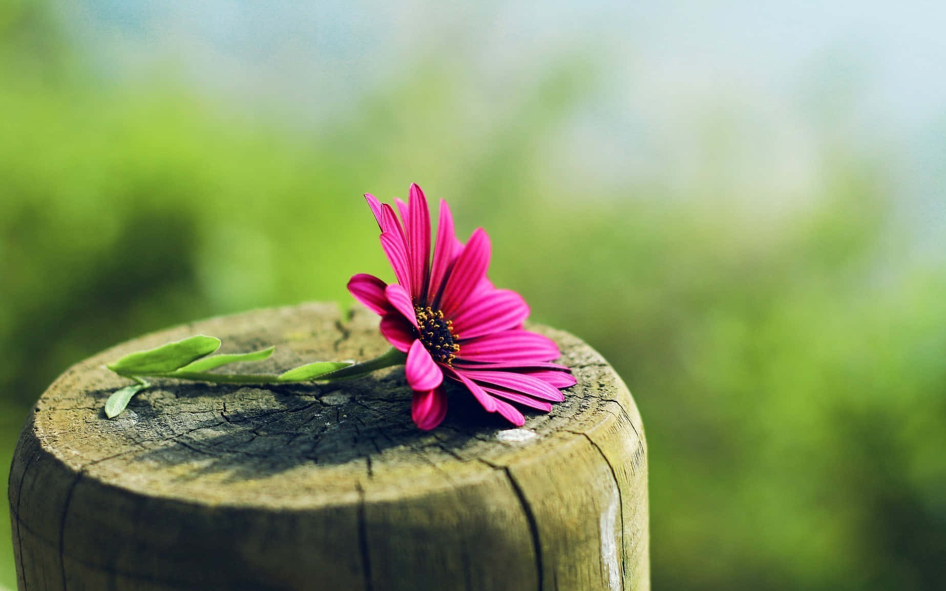pink flower, weathered wooden stump, soft green blurred background, HD Desktop Wallpaper
