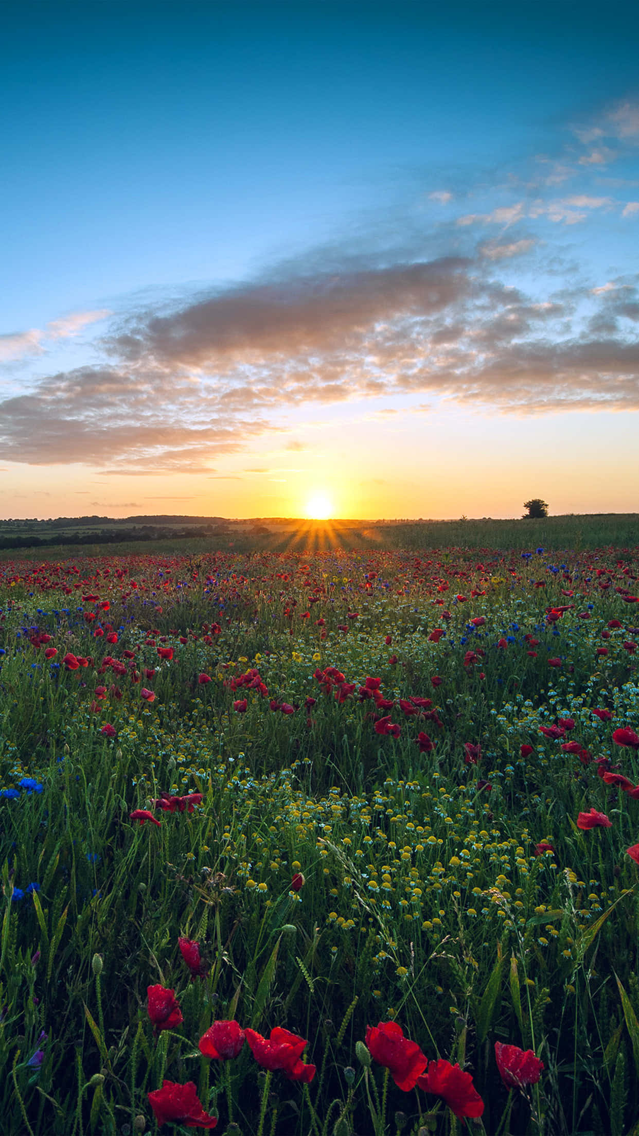 Sunset, red poppies, wildflowers, Full HD Phone Wallpaper