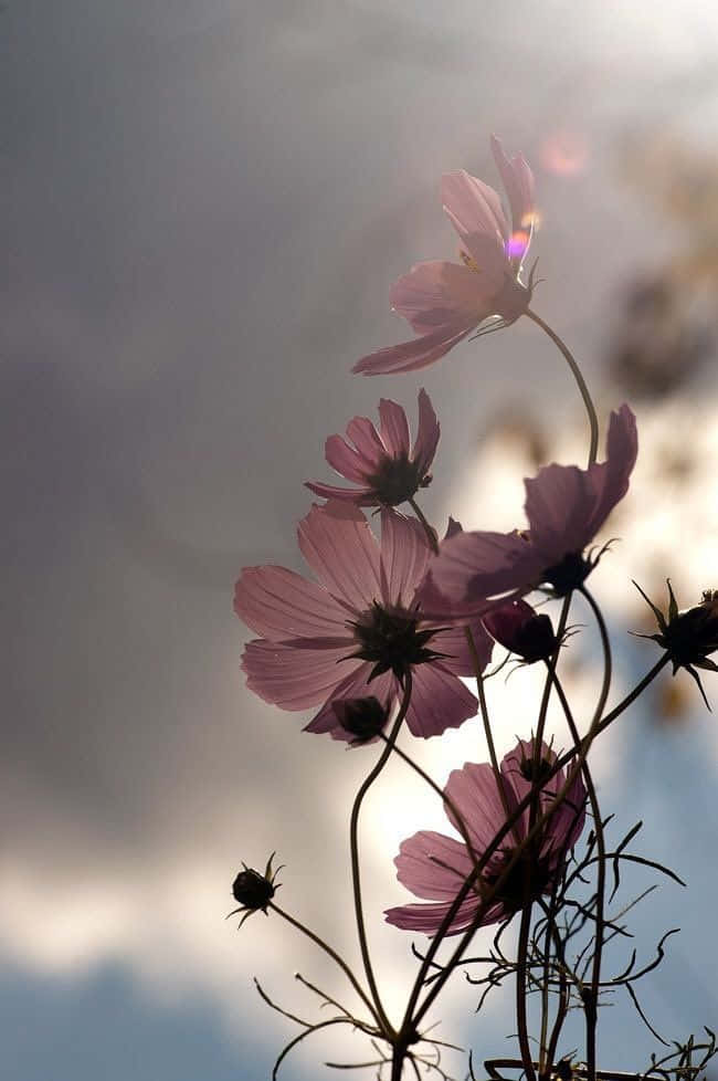 pink cosmos flowers, soft golden sunlight, dreamy ethereal glow, SD Phone Wallpaper