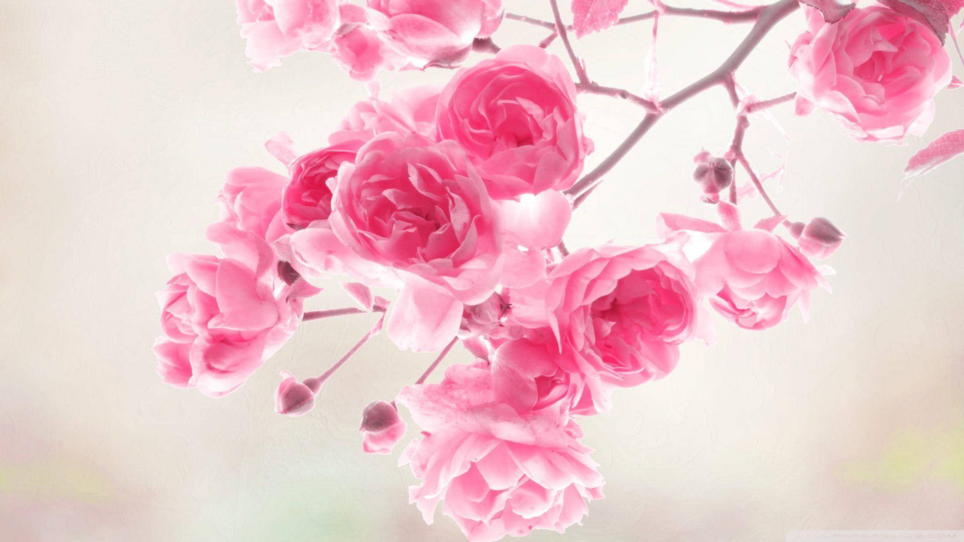 pink vintage aesthetic, 1920 x 1080, vibrant pink roses, Full HD Desktop Wallpaper