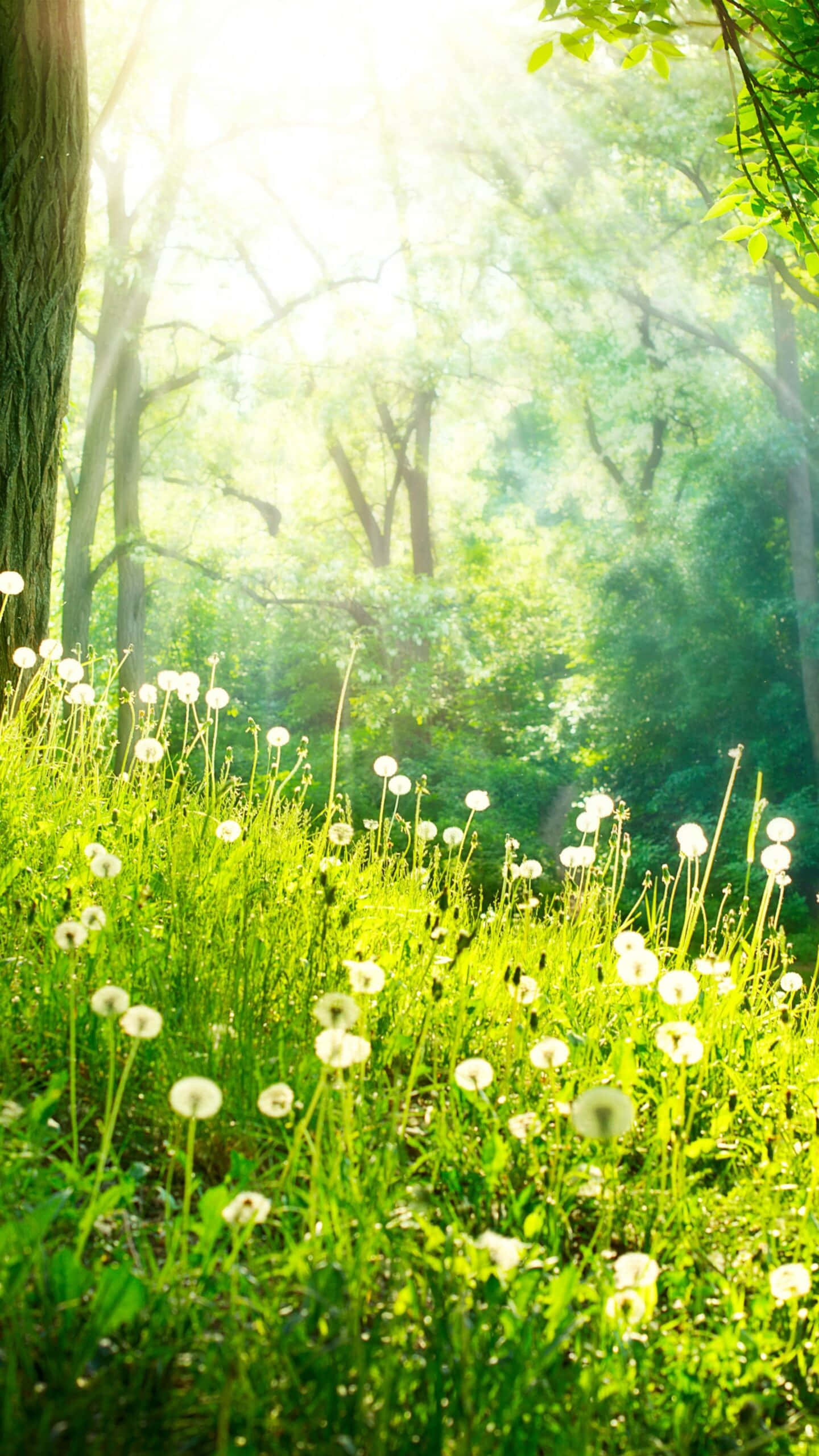 dandelions, field, lush green forest, 2K Phone Wallpaper