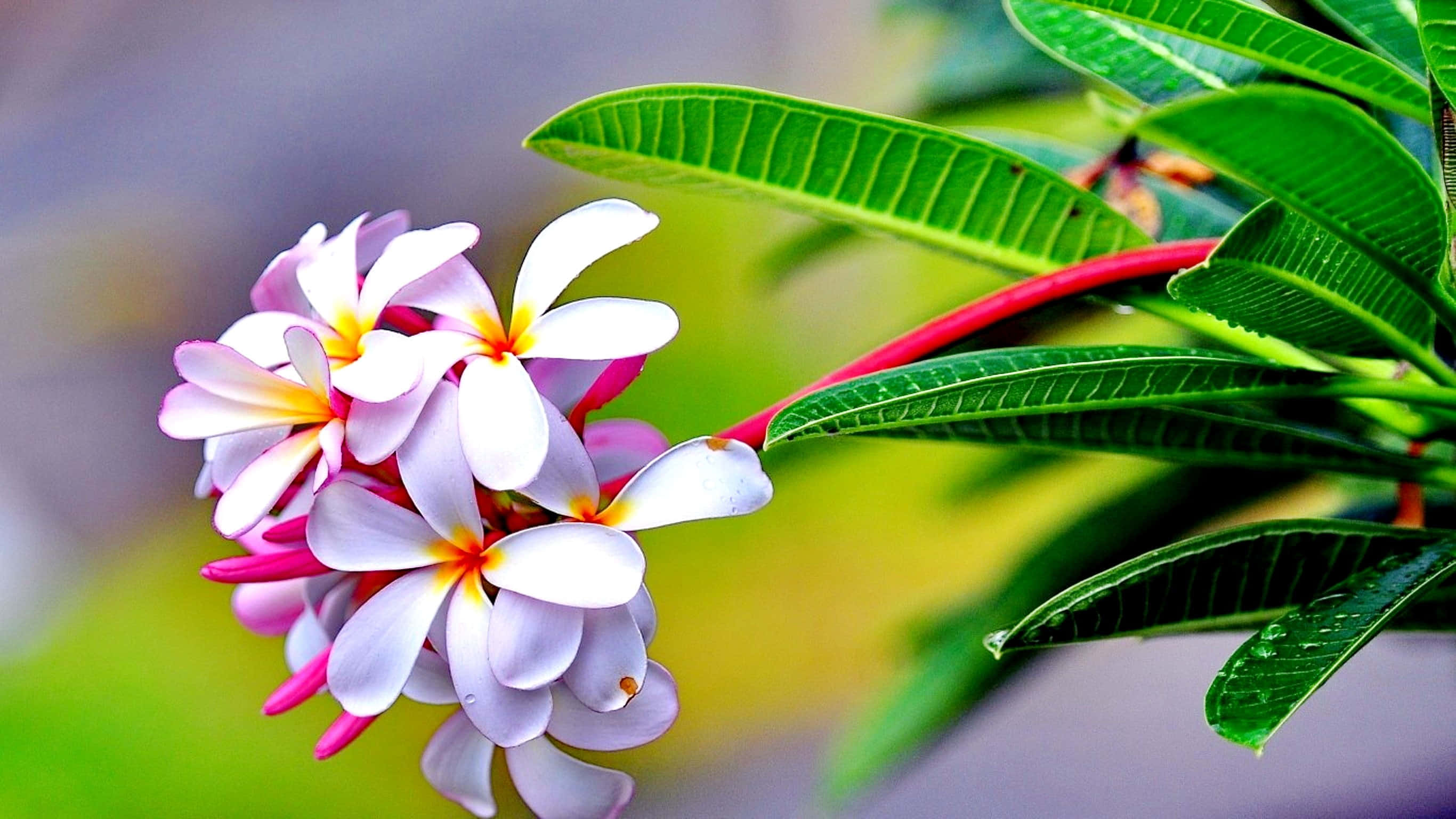 frangipani, pink and white, yellow centers, 2K Desktop Wallpaper