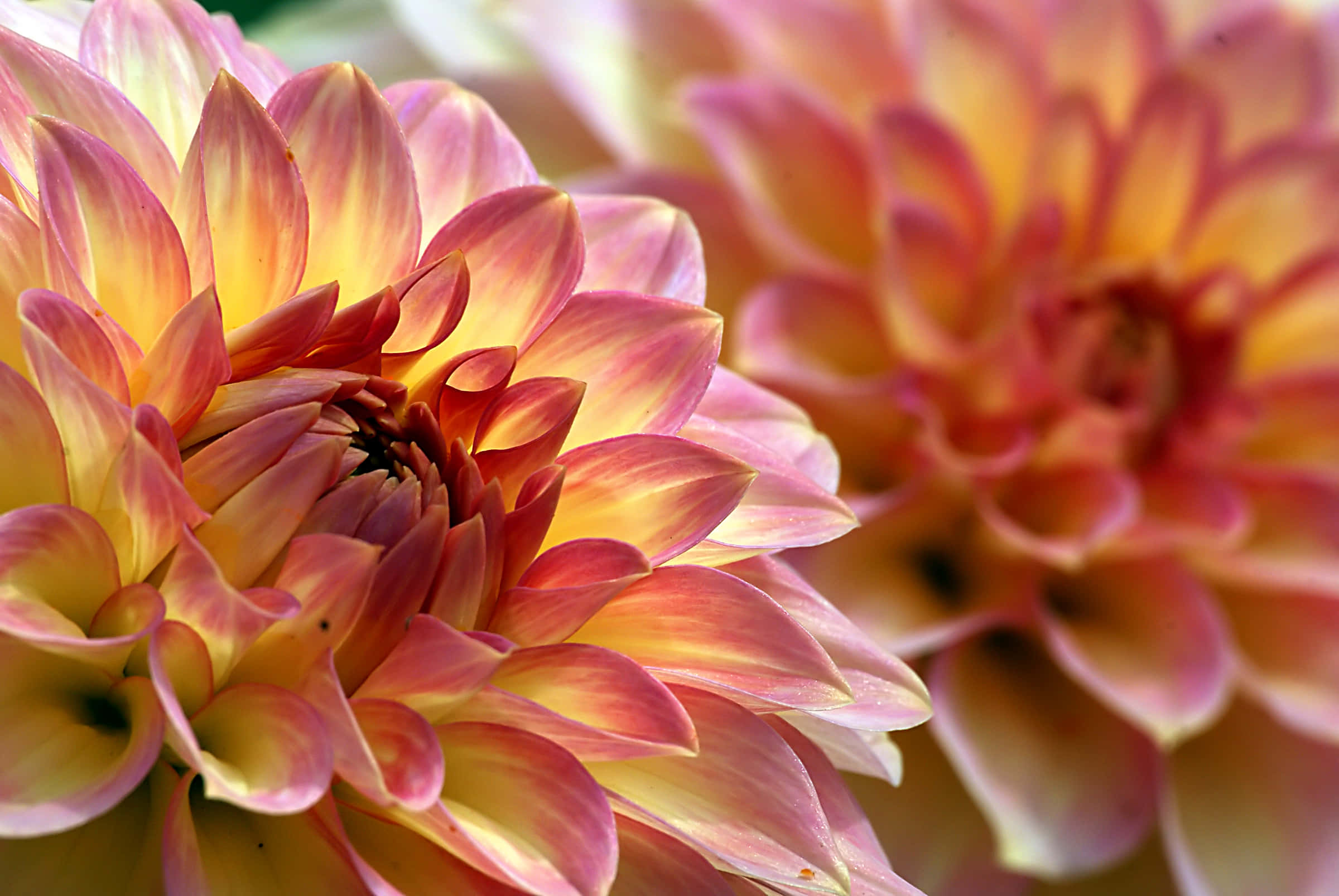 dahlia flowers, yellow, red, Full HD Desktop Wallpaper