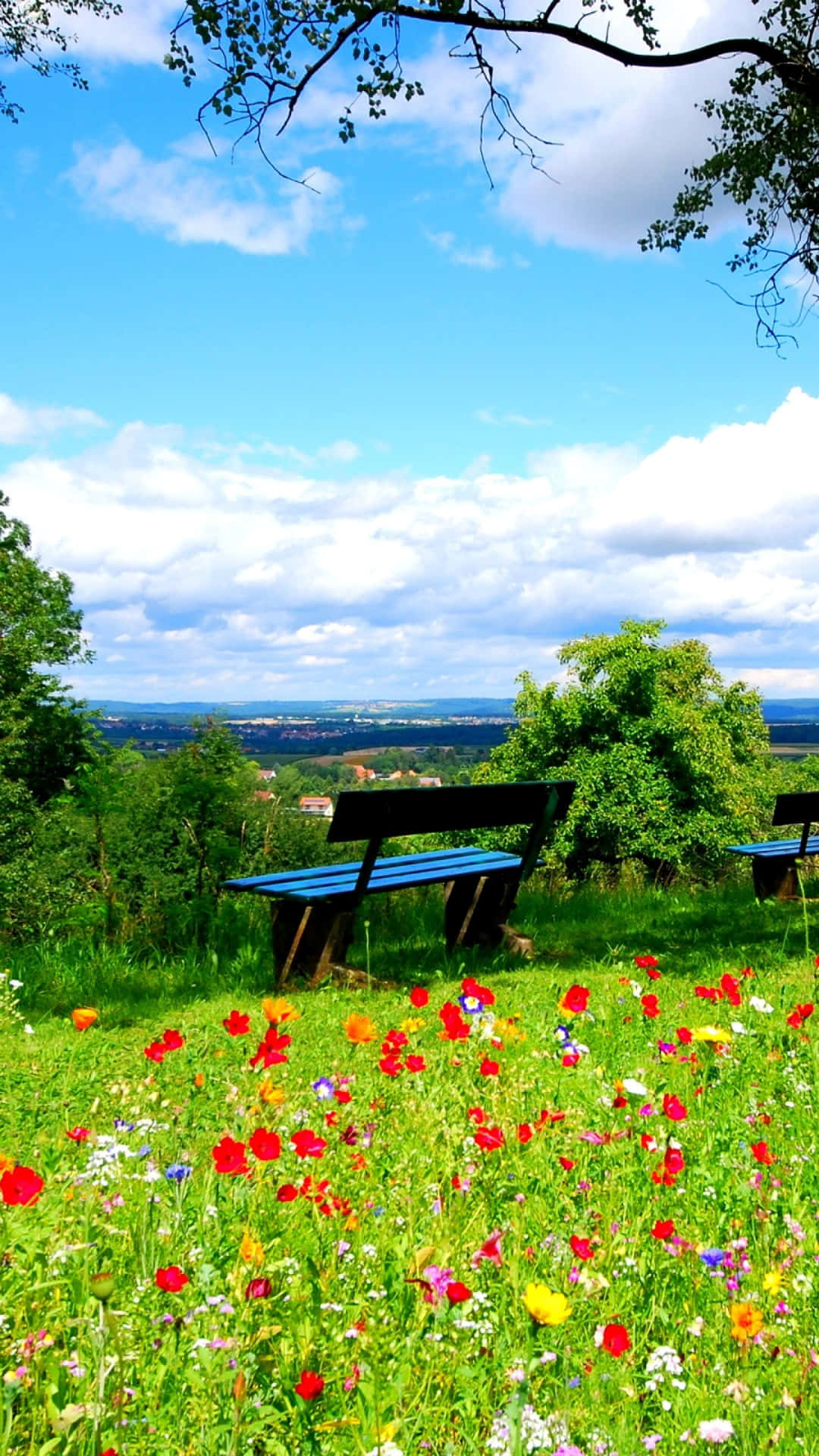 red flowers, green field, wooden bench, Full HD Phone Wallpaper