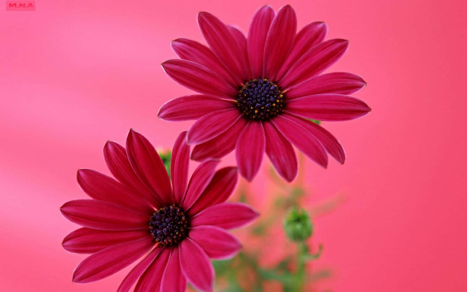 nature flower, magenta daisies, dark centers, HD Desktop Wallpaper